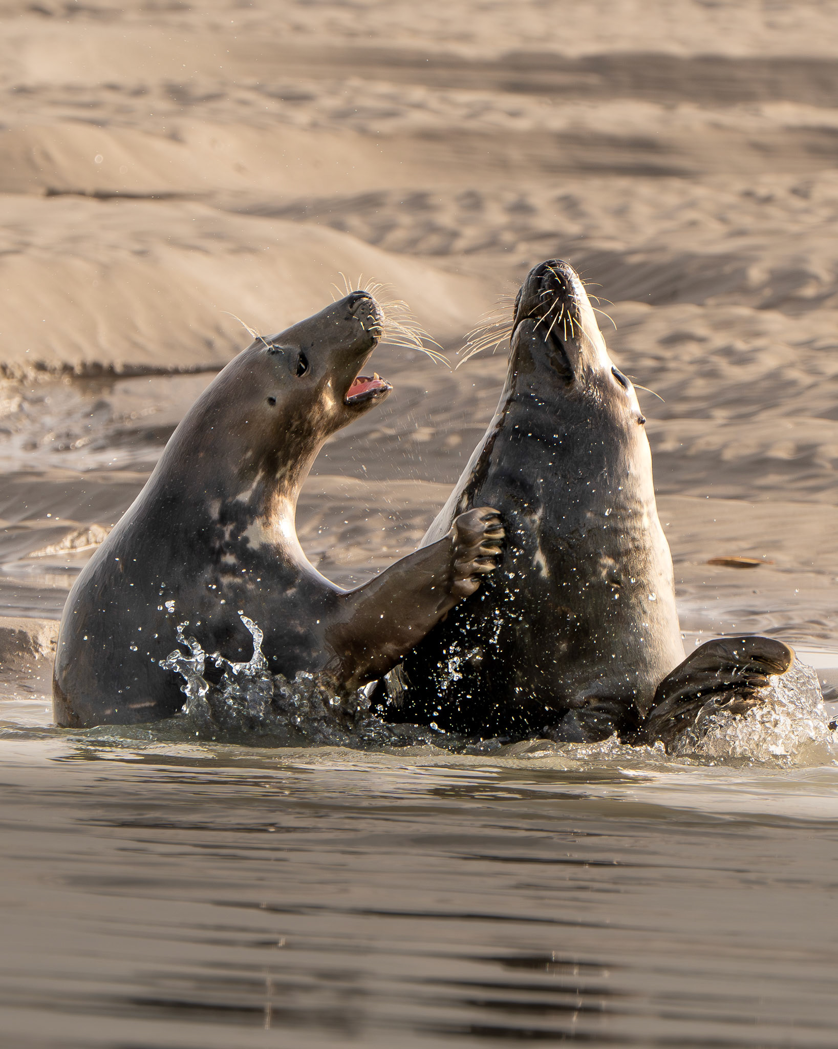 Phoque gris - Halichoerus grypus - Gray seal