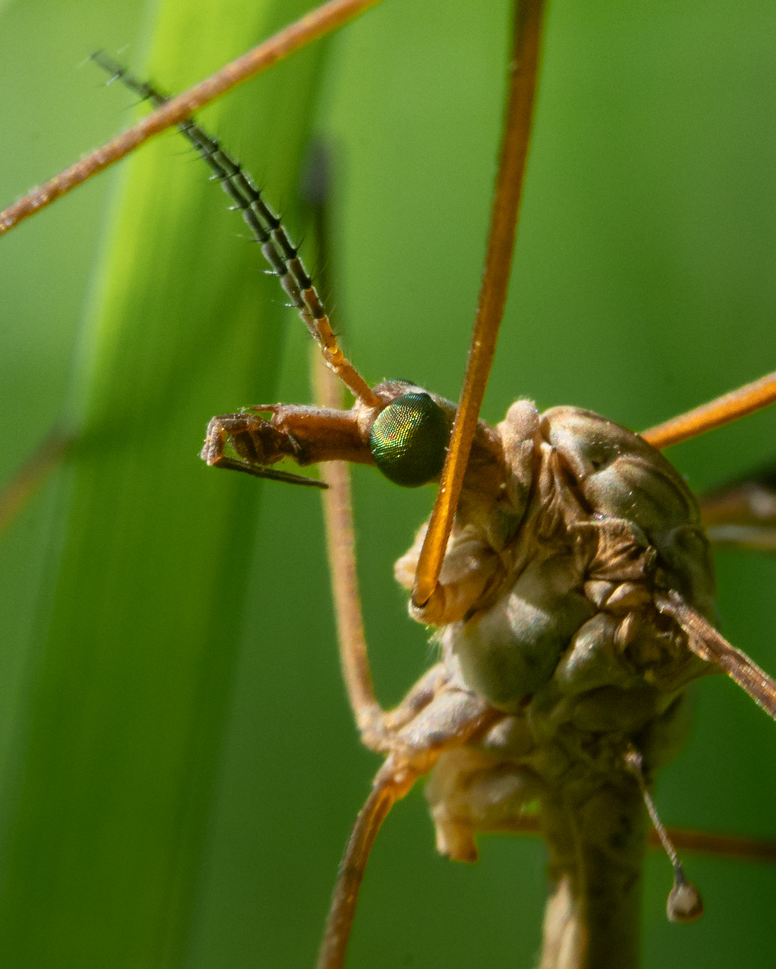 Tipule des prairies - Tipula paludosa - European crane fly
