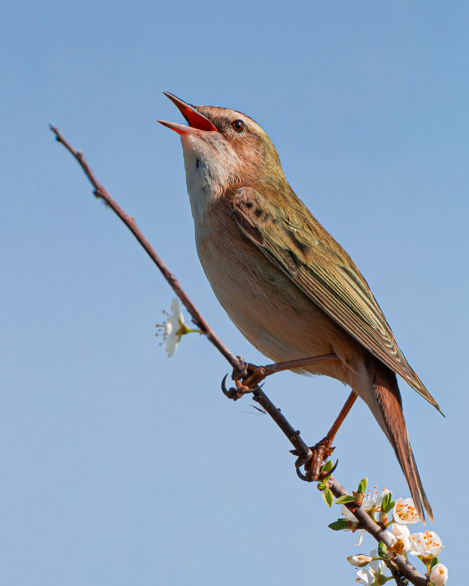 Phragmite des joncs - Acrocephalus schoenobaenus - Sedge Warbler