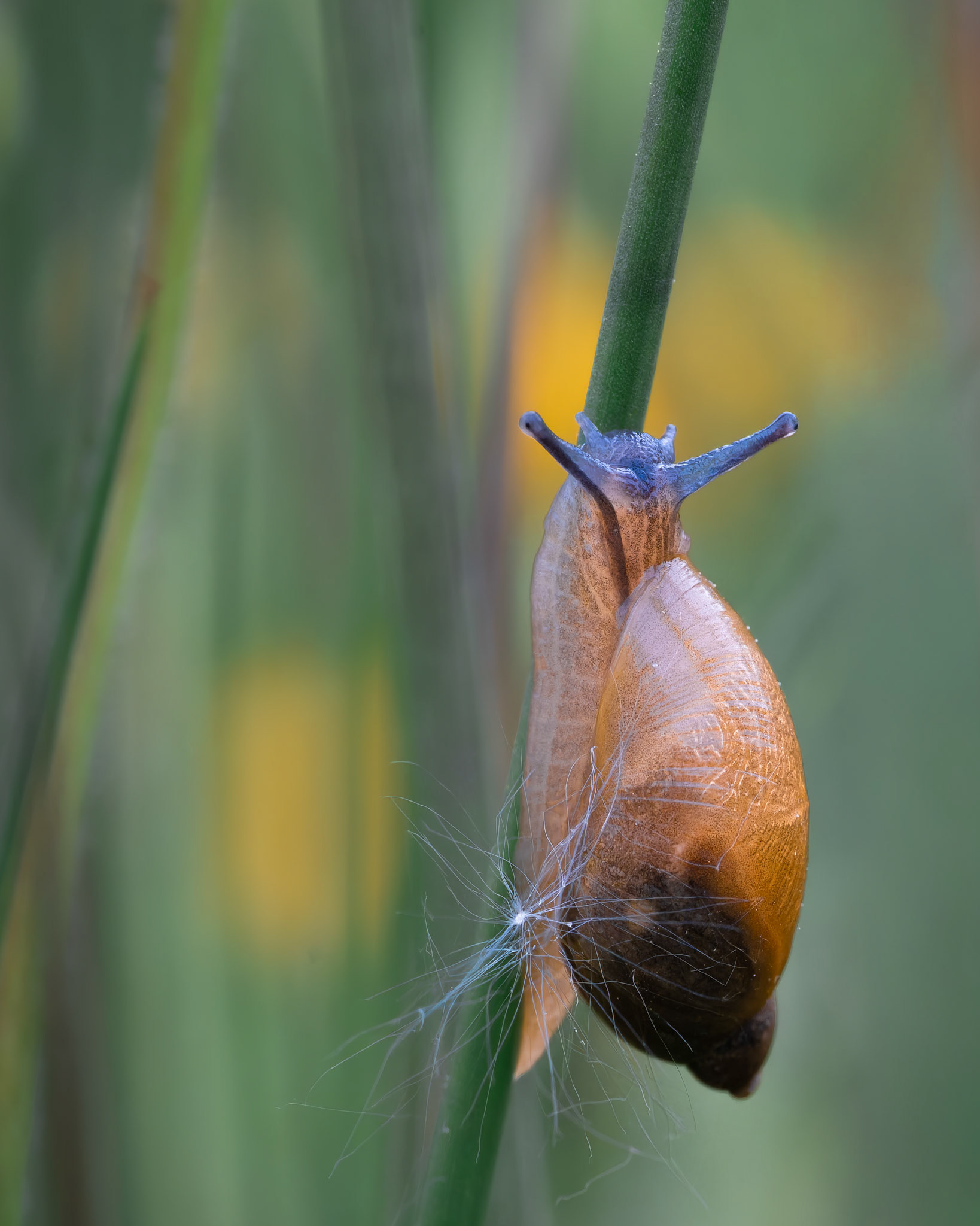 Ambrette commune - Succinea putris - Amber snail
