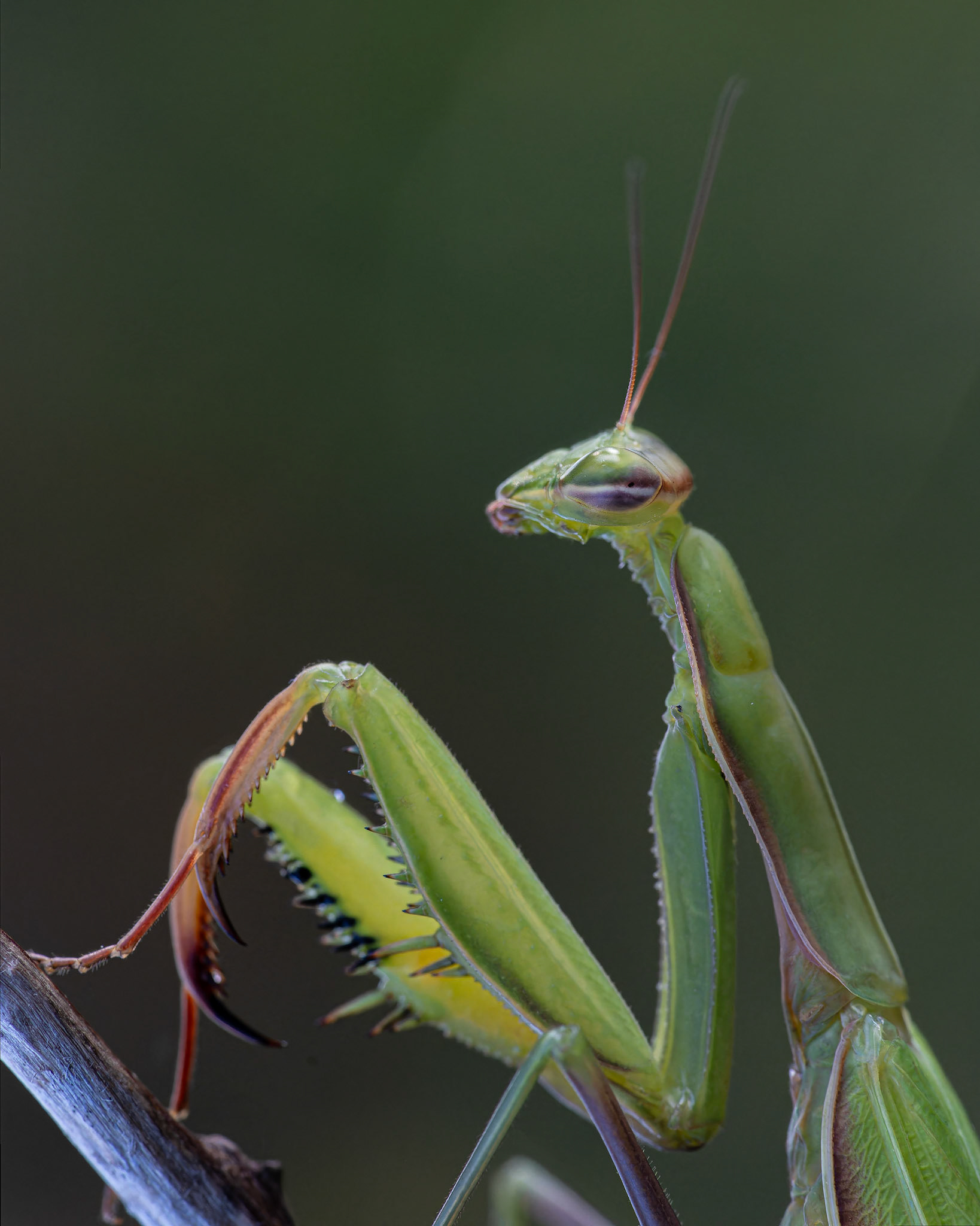 Mante religieuse - Mantis religiosa - European mantis
