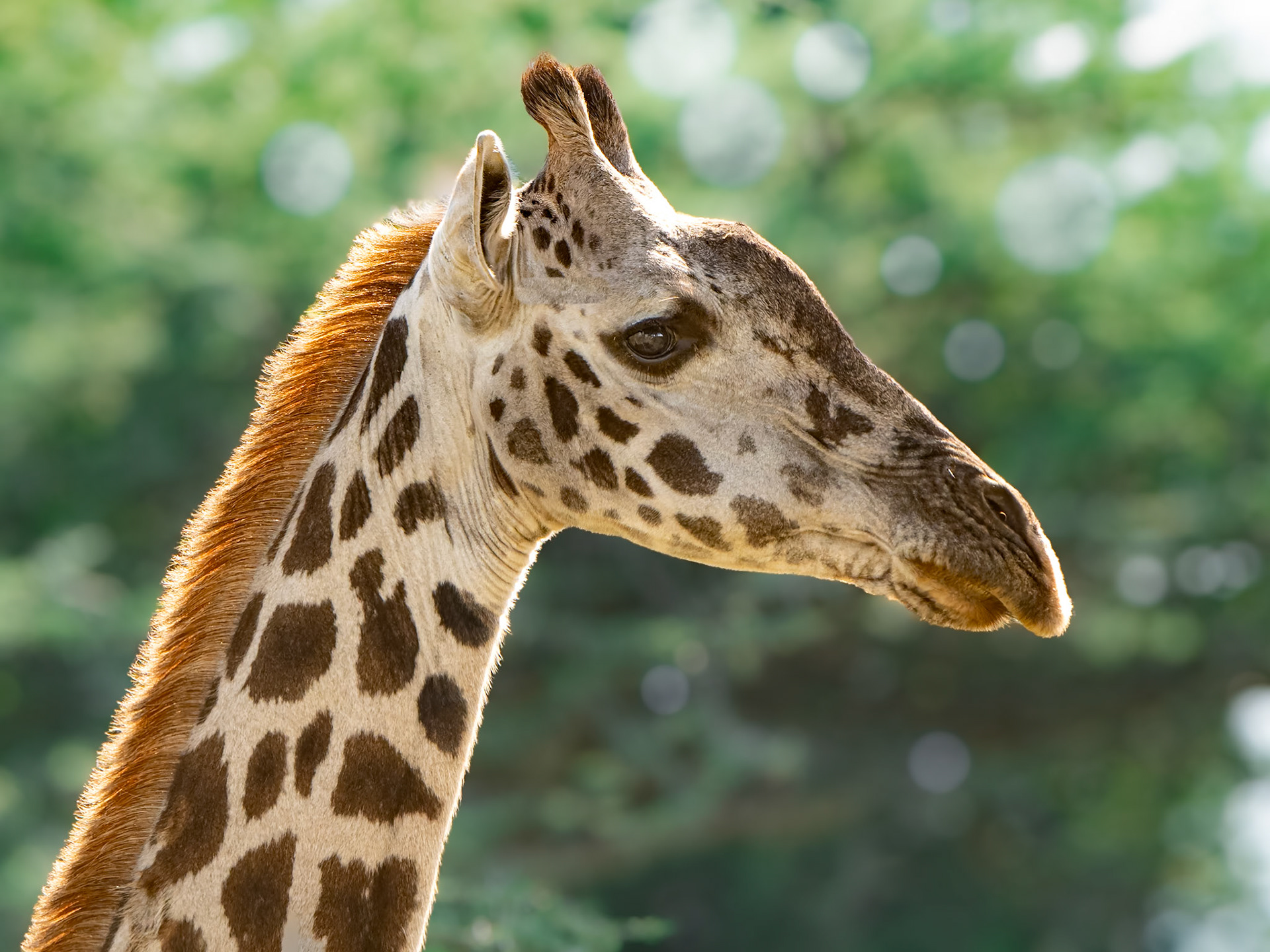 Girafe - Giraffa camelopardalis - Giraffe