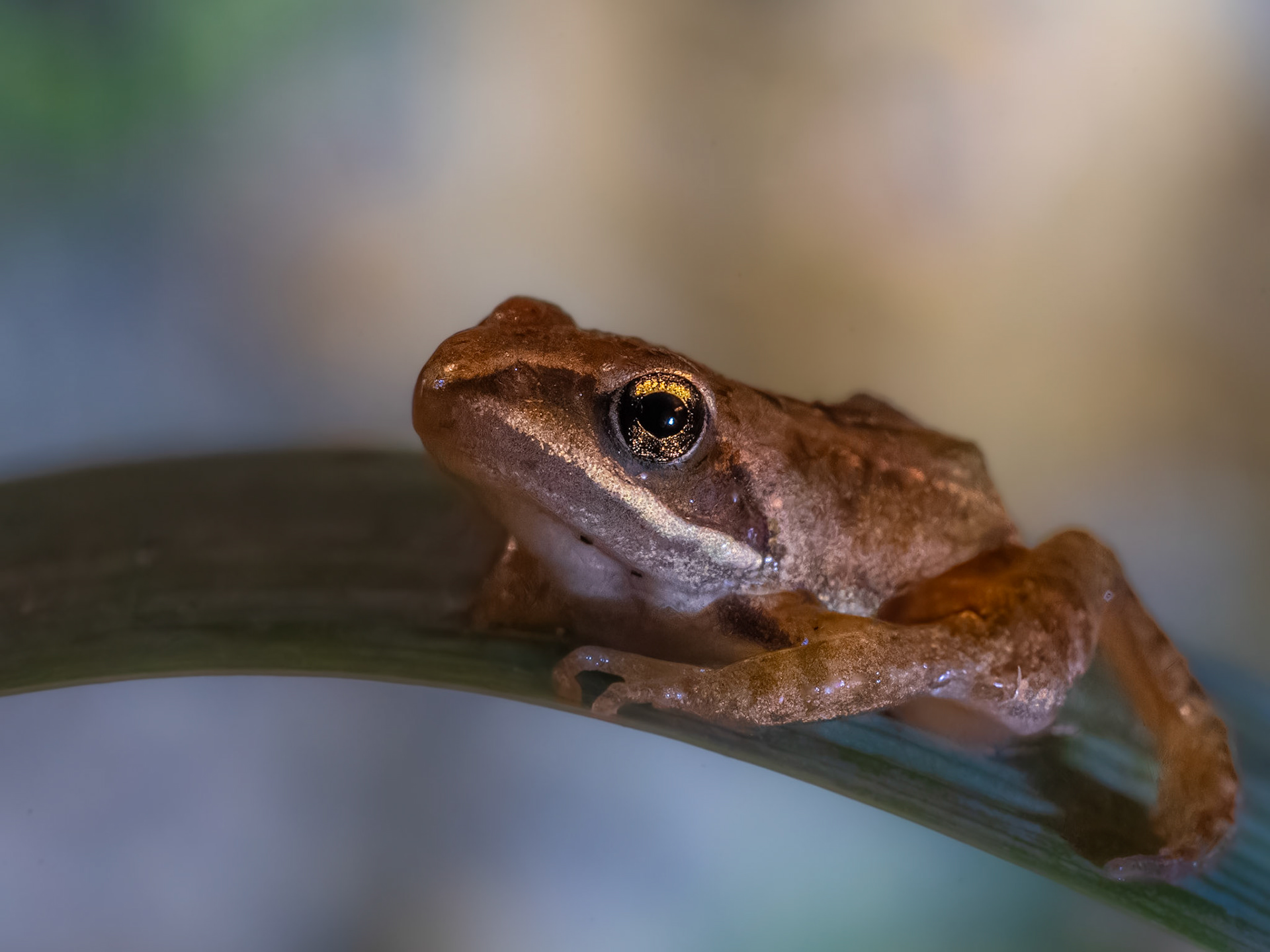 Grenouille agile - Rana dalmatina - Agile frog