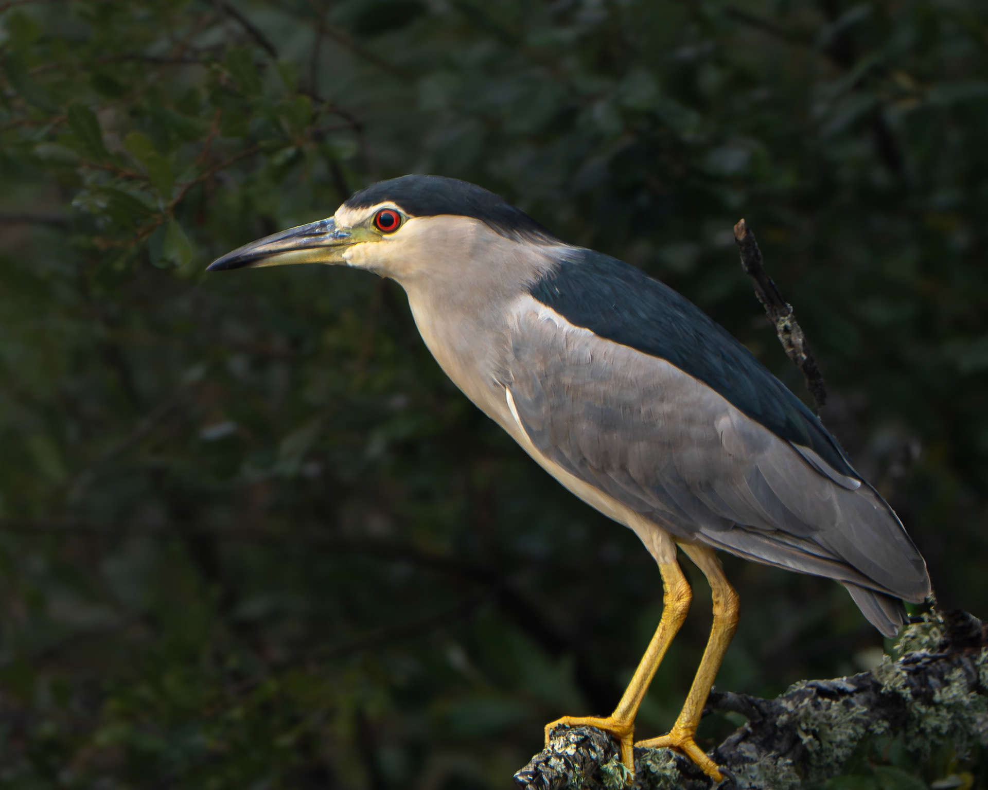 Bihoreau gris - Nycticorax nycticorax - Black-crowned Night Heron