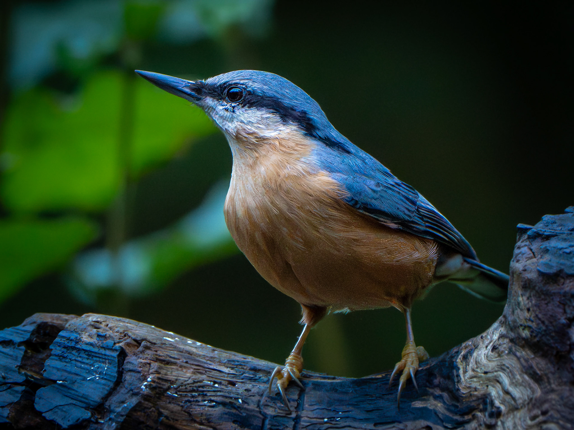 Sitelle torchepot -Sitta europaea - Eurasian Nuthatch