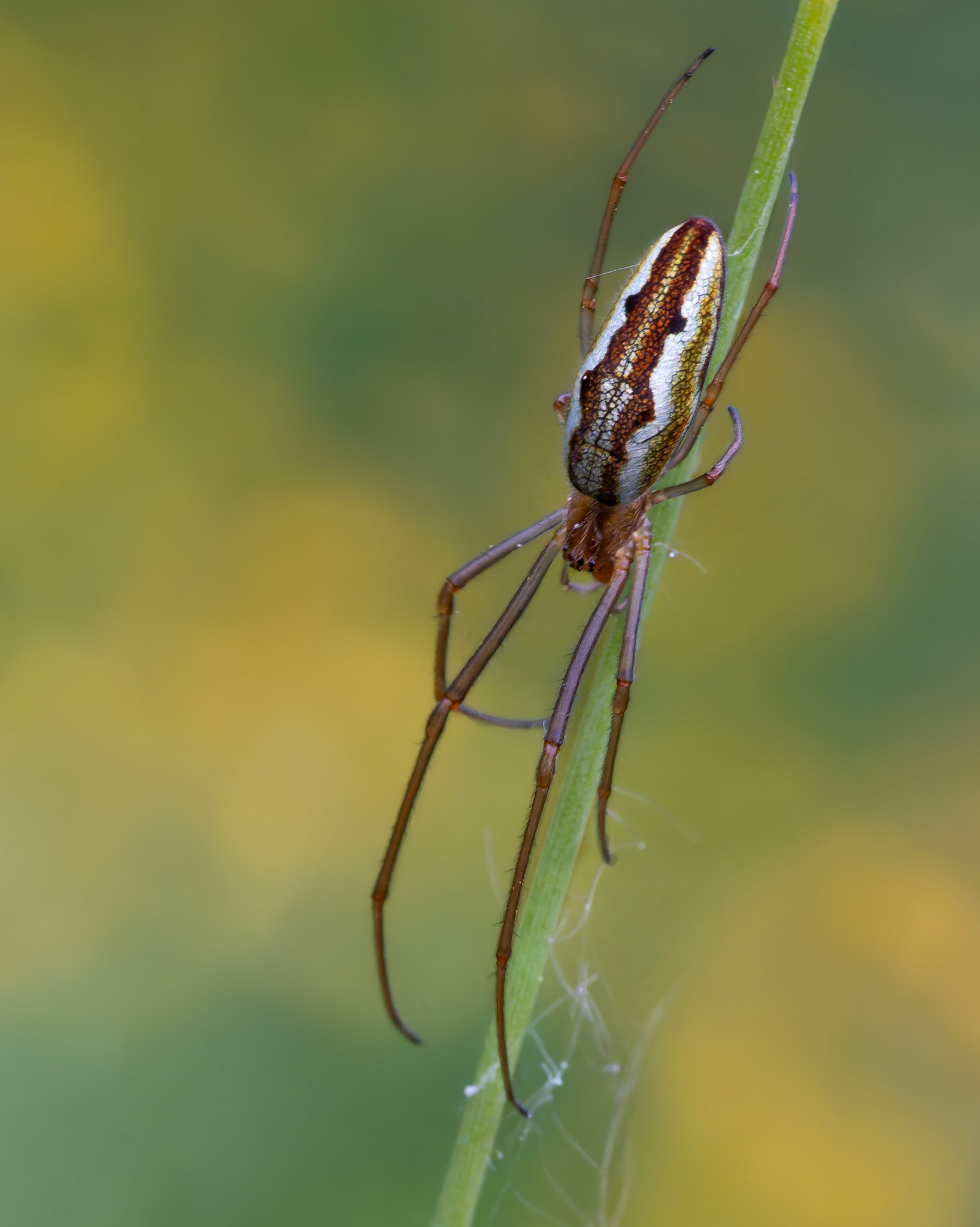 Tetragnathe étirée - Tetragnatha extensa - Northern Long-jawed Spider