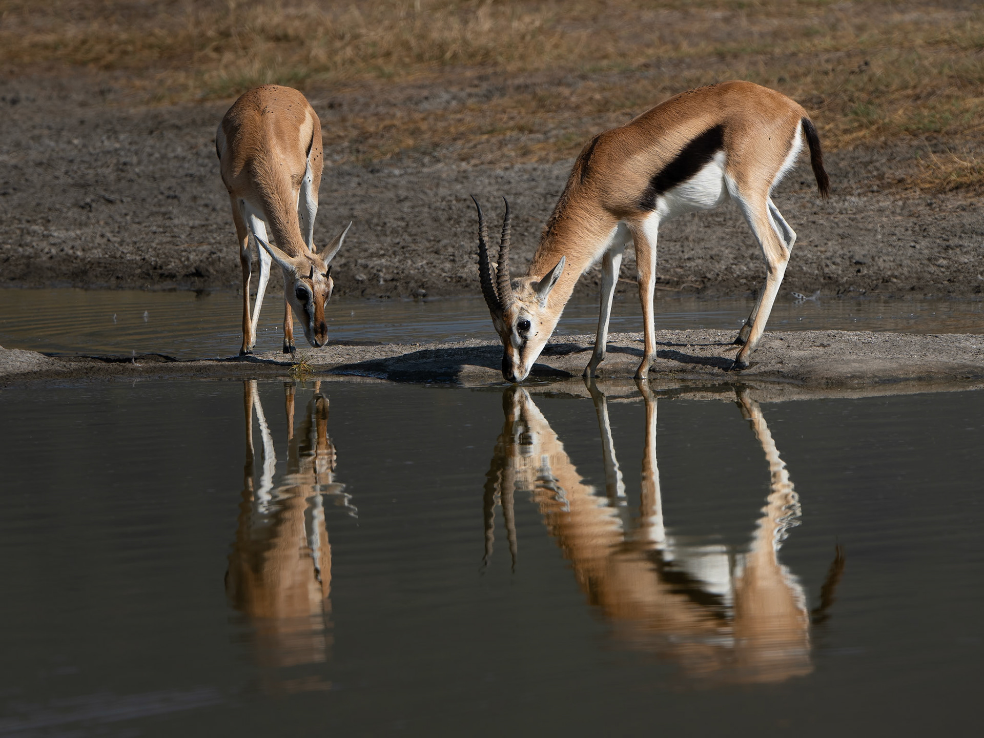 Gazelle de Thomson - Eudorcas thomsonii - Thomson's gazelle