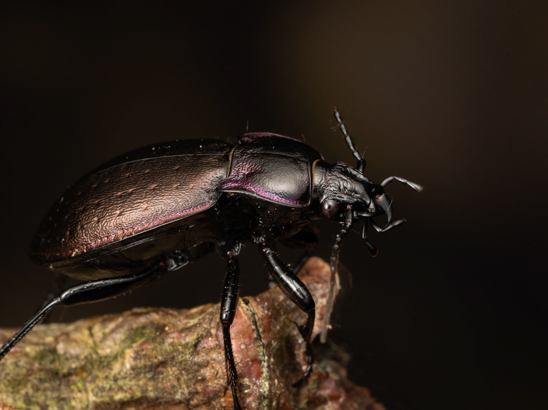 Carabe - Carabus sp.  - Carab