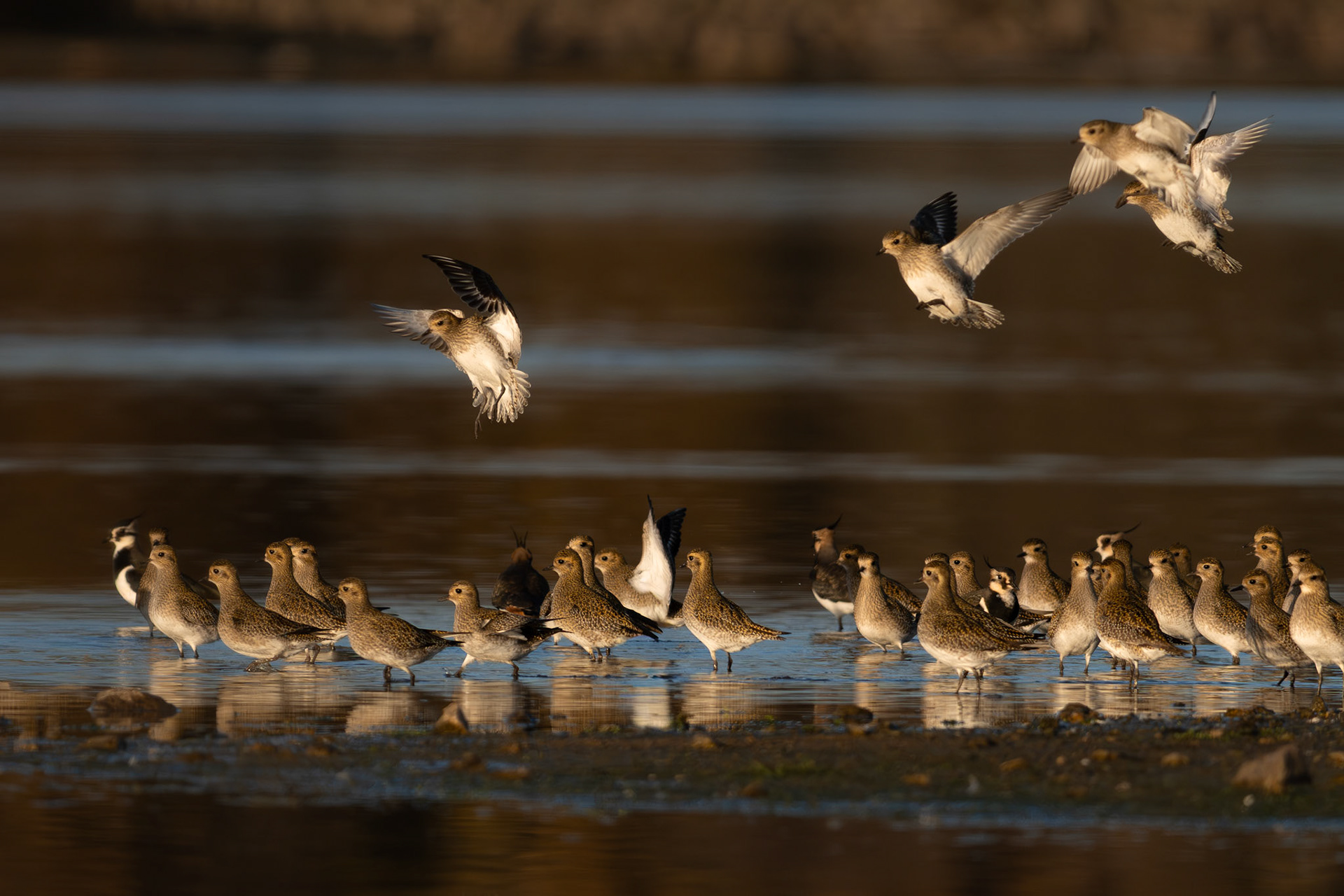 Pluvier doré - Pluvialis apricaria - European Golden Plover