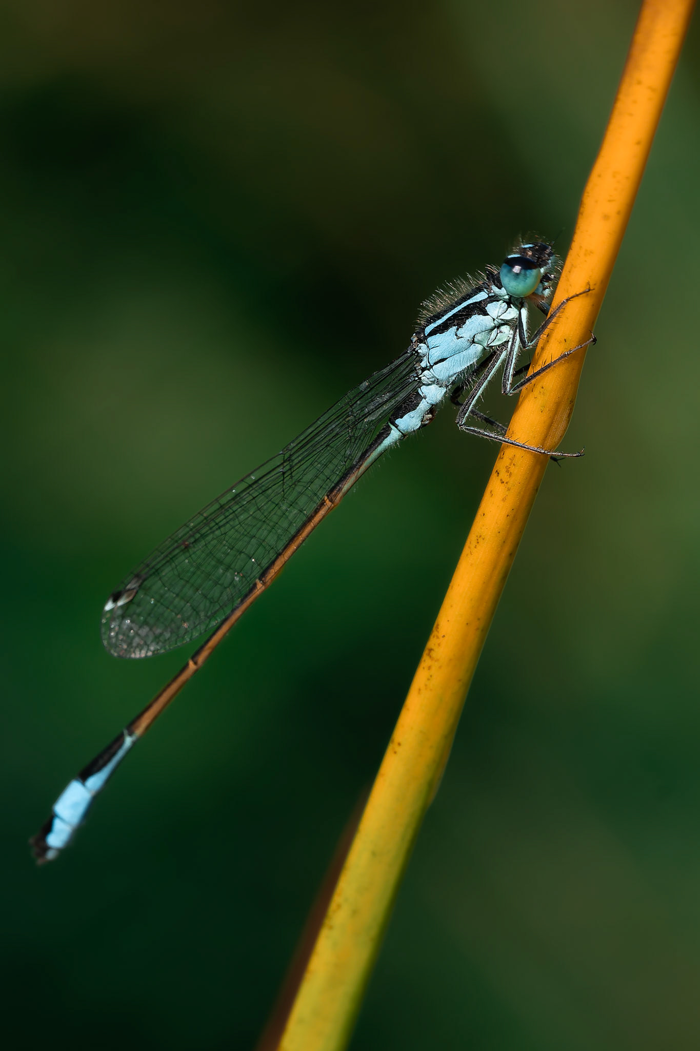 Agrion élégant - Ischnura elegans - Blue-tailed damselfly
