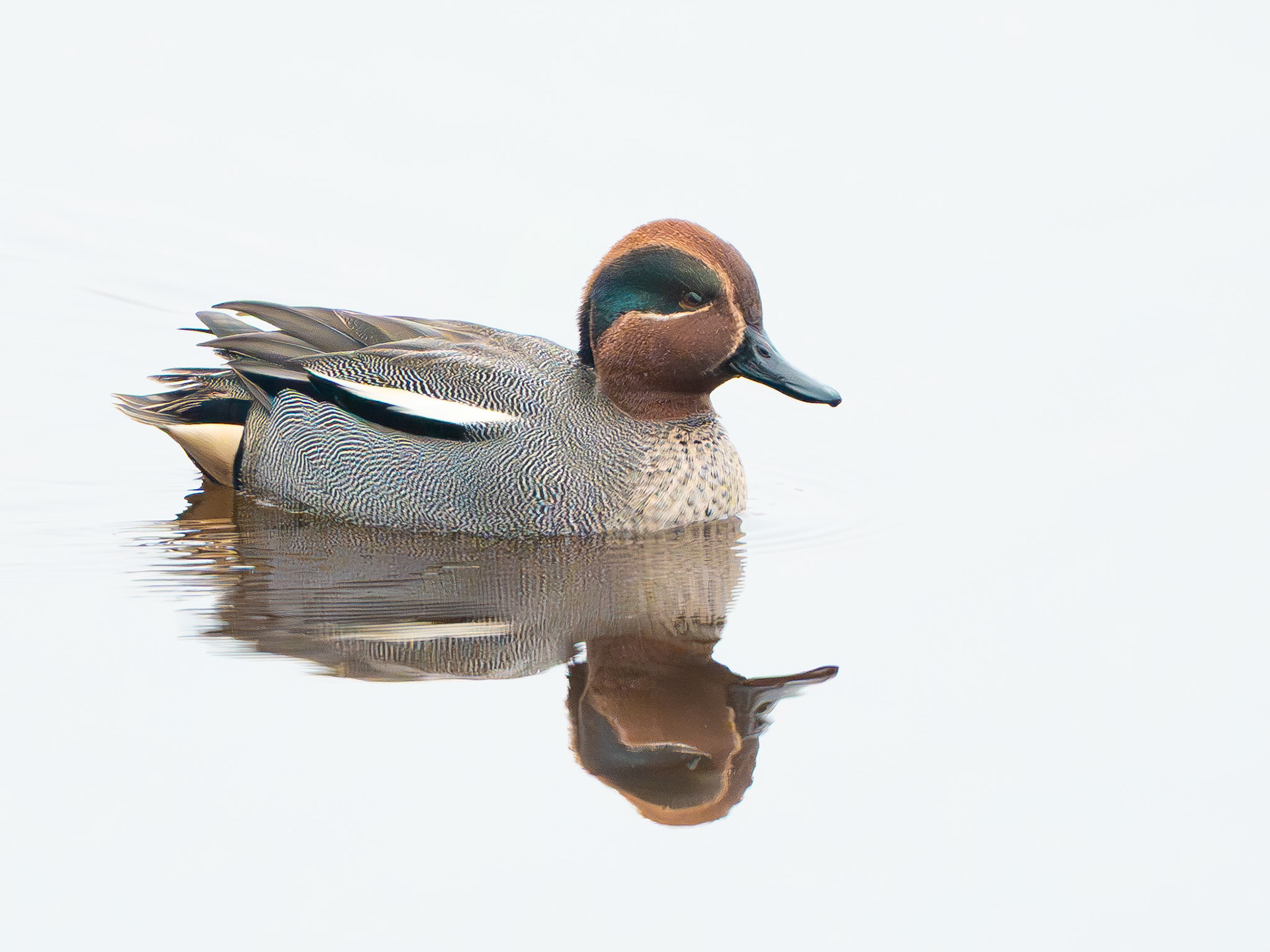 Sarcelle d'hiver - Anas crecca - Eurasian Teal
