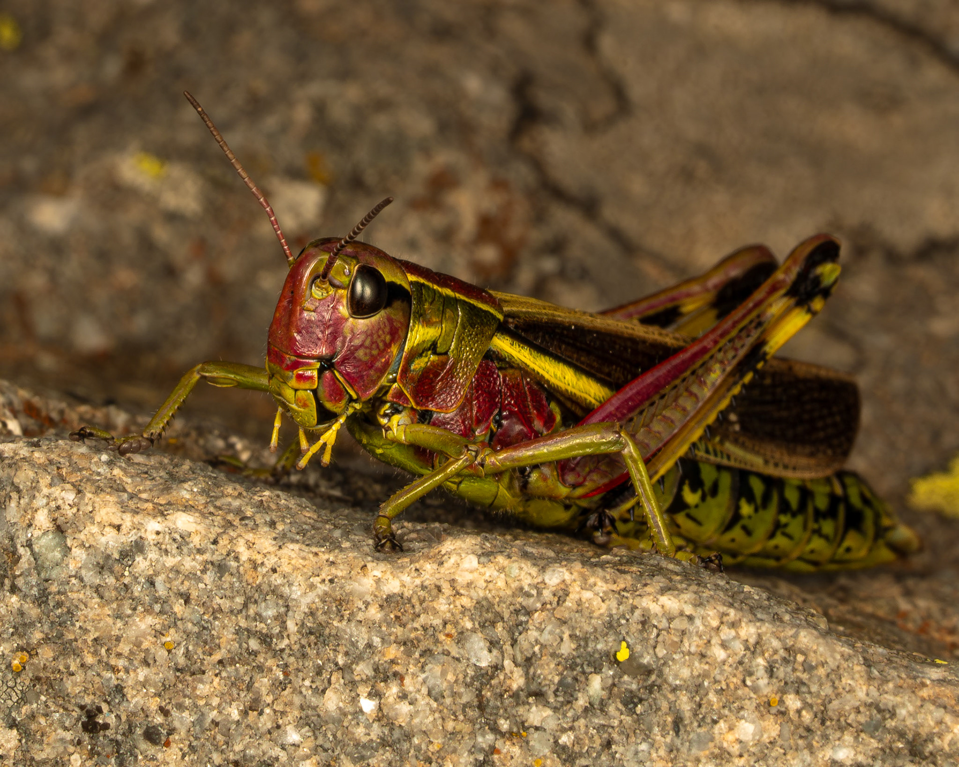 Criquet ensanglaté - Stethophyma grossum - Large marsh grasshopper