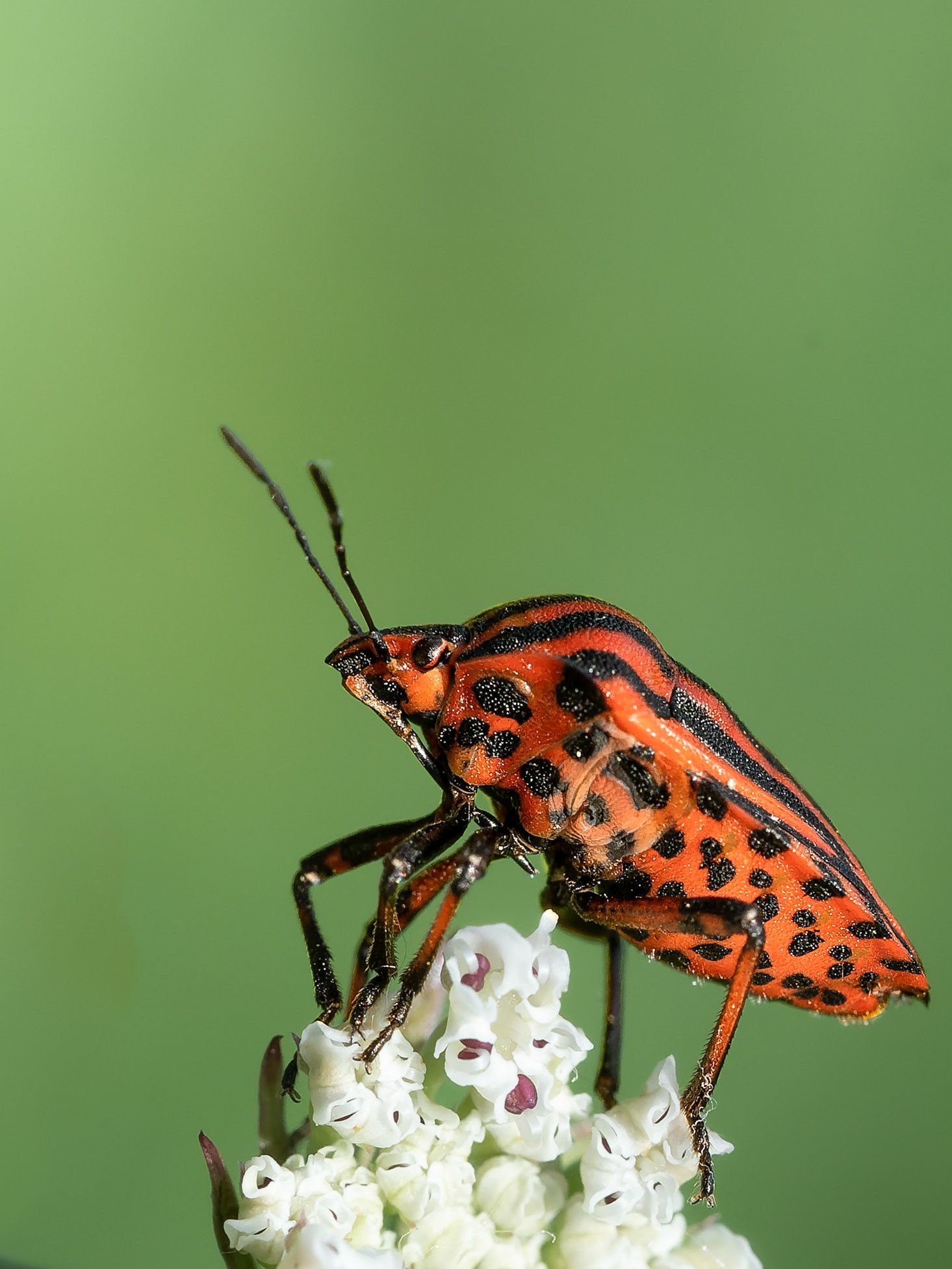 Graphosome d'italie - Graphosoma lineata - Italian striped bug