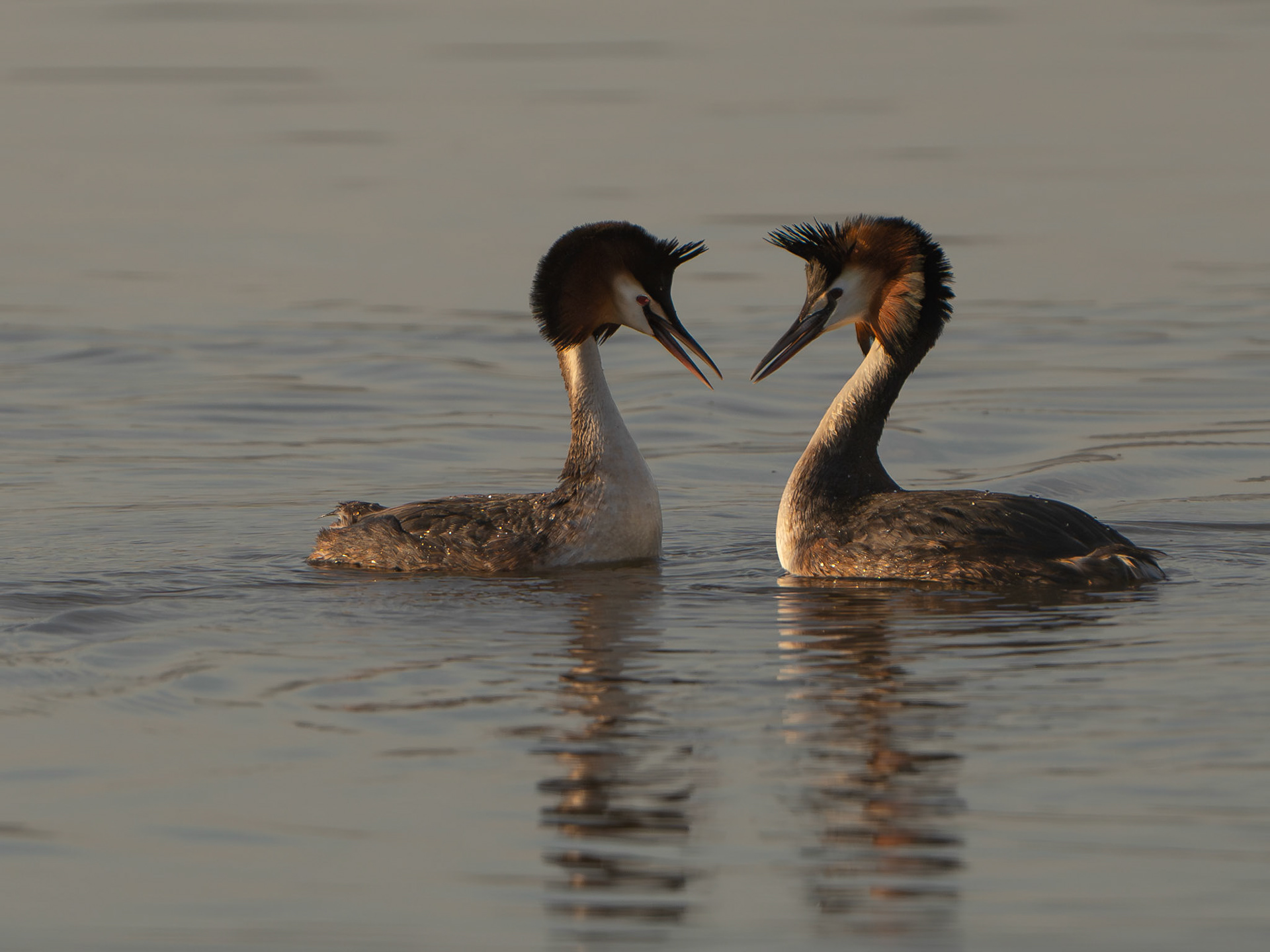 Grèbe huppé - Podiceps cristatus - Great crested grebe