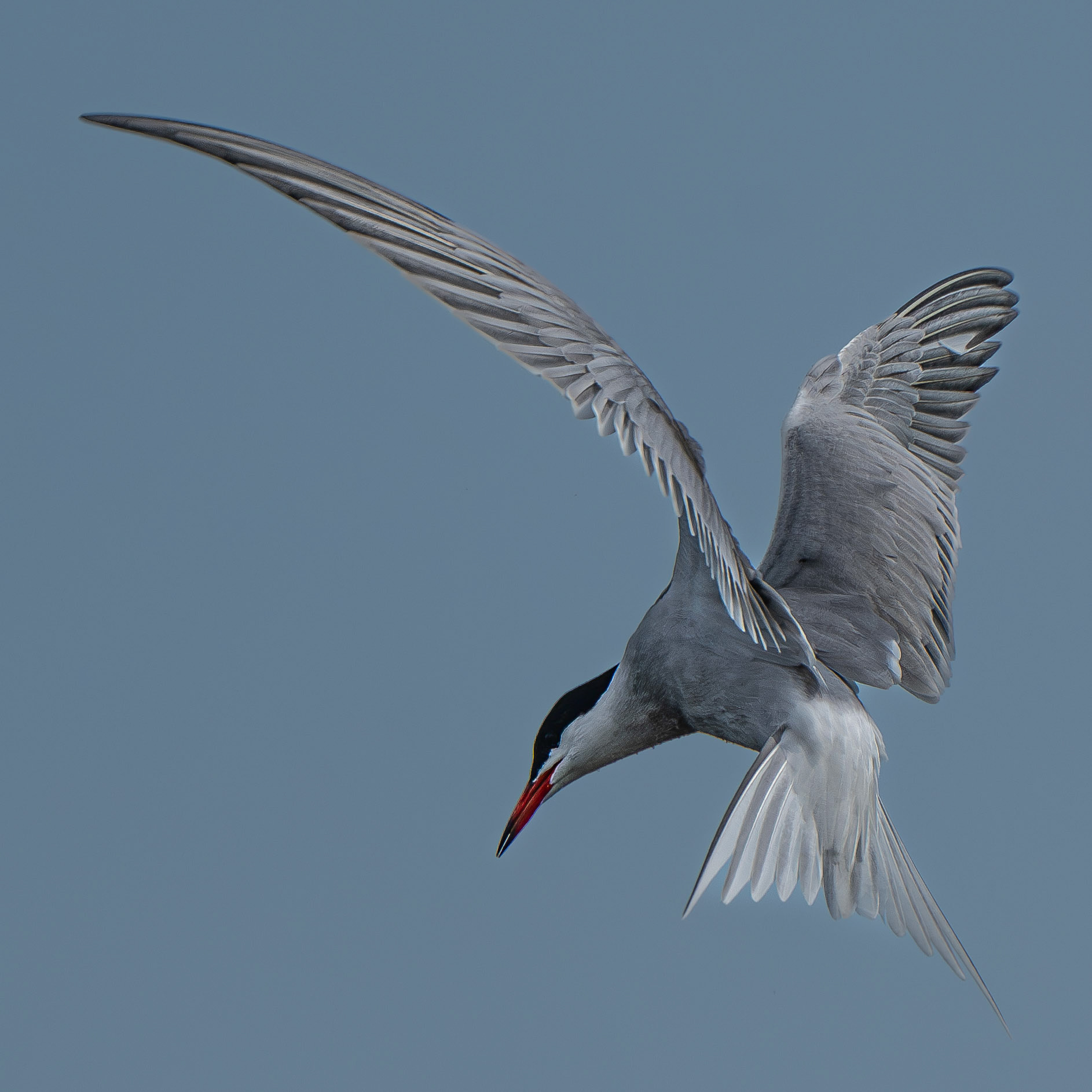 Sterne Pierregarin - Sterna hirundo - Common Tern