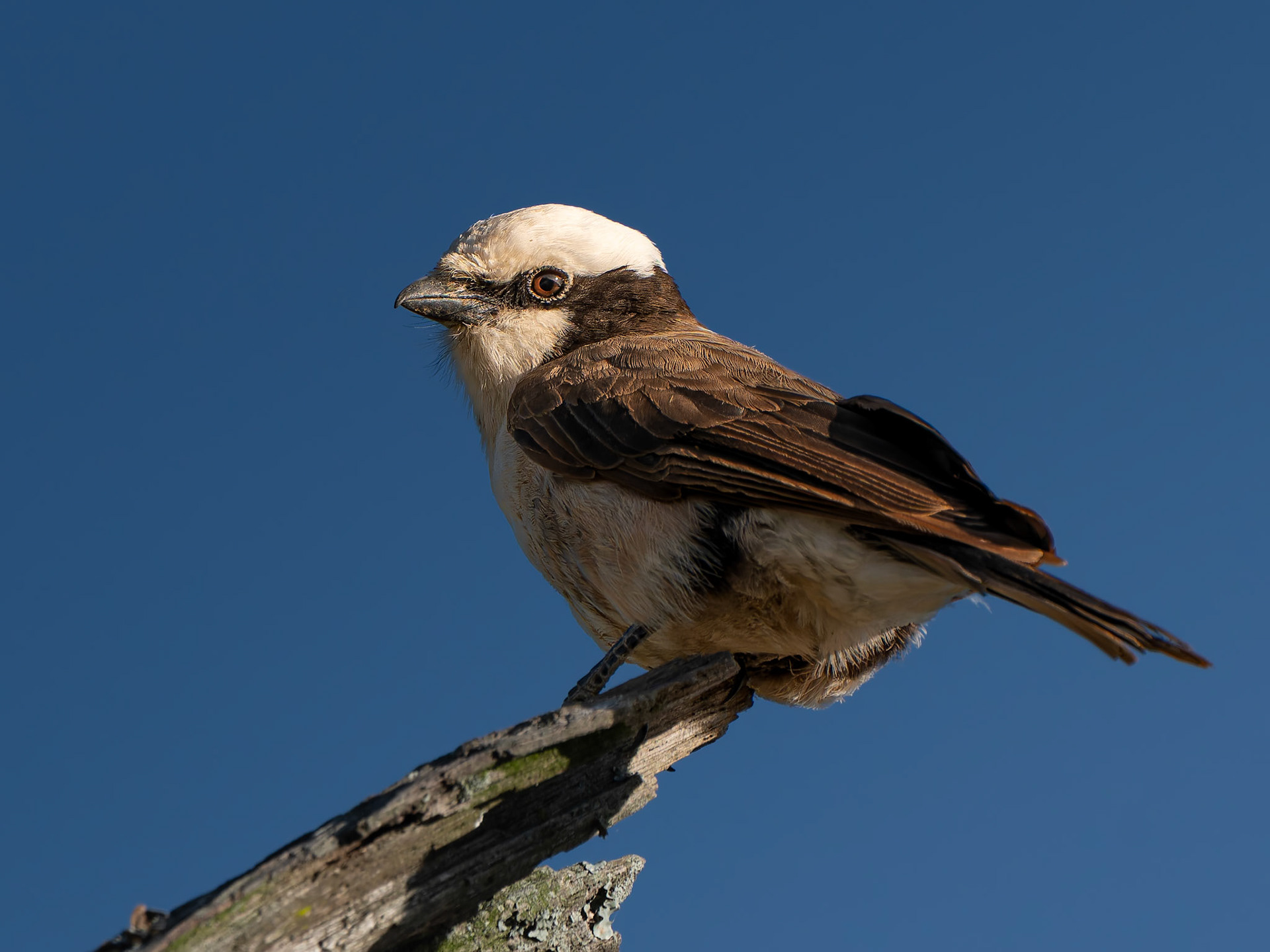 Eurocéphale à couronne blanche - Eurocephalus anguitimens - Southern White-crowned Shrike