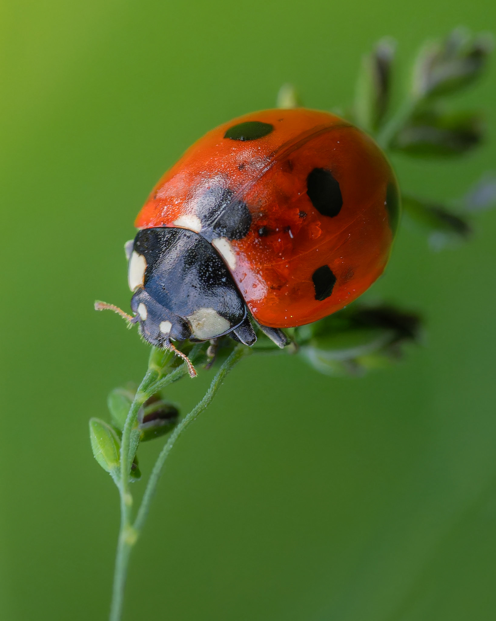 Coccinelle à 7 points - Coccinella septempuctata - Ladybug