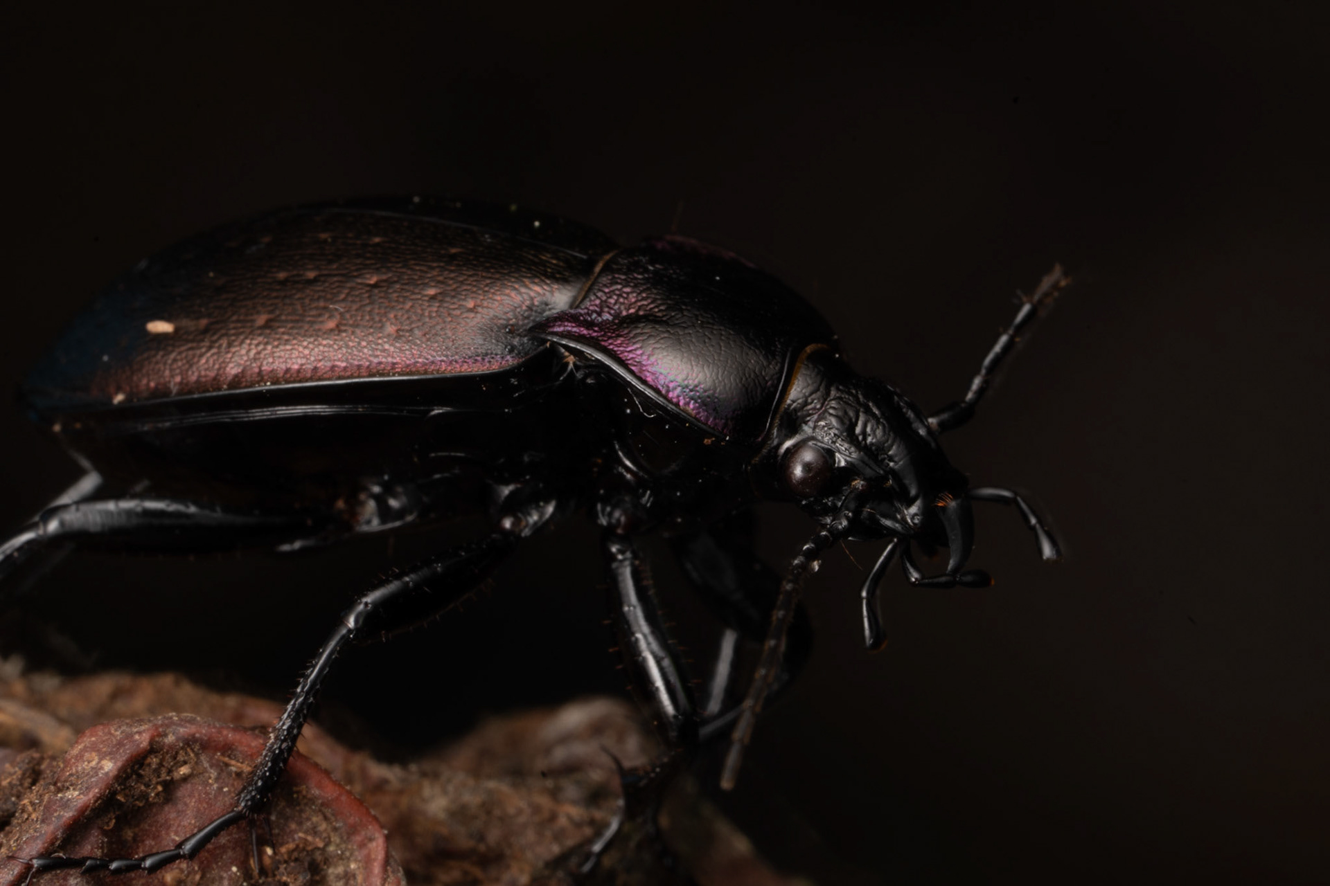 Carabe - Carabus sp.  - Carab