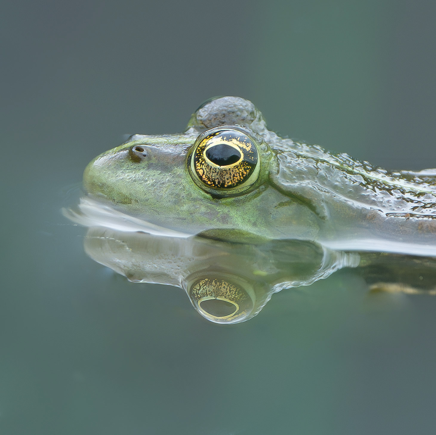 Grenouille verte  - Pelophylax kl esculentus - Edible frog