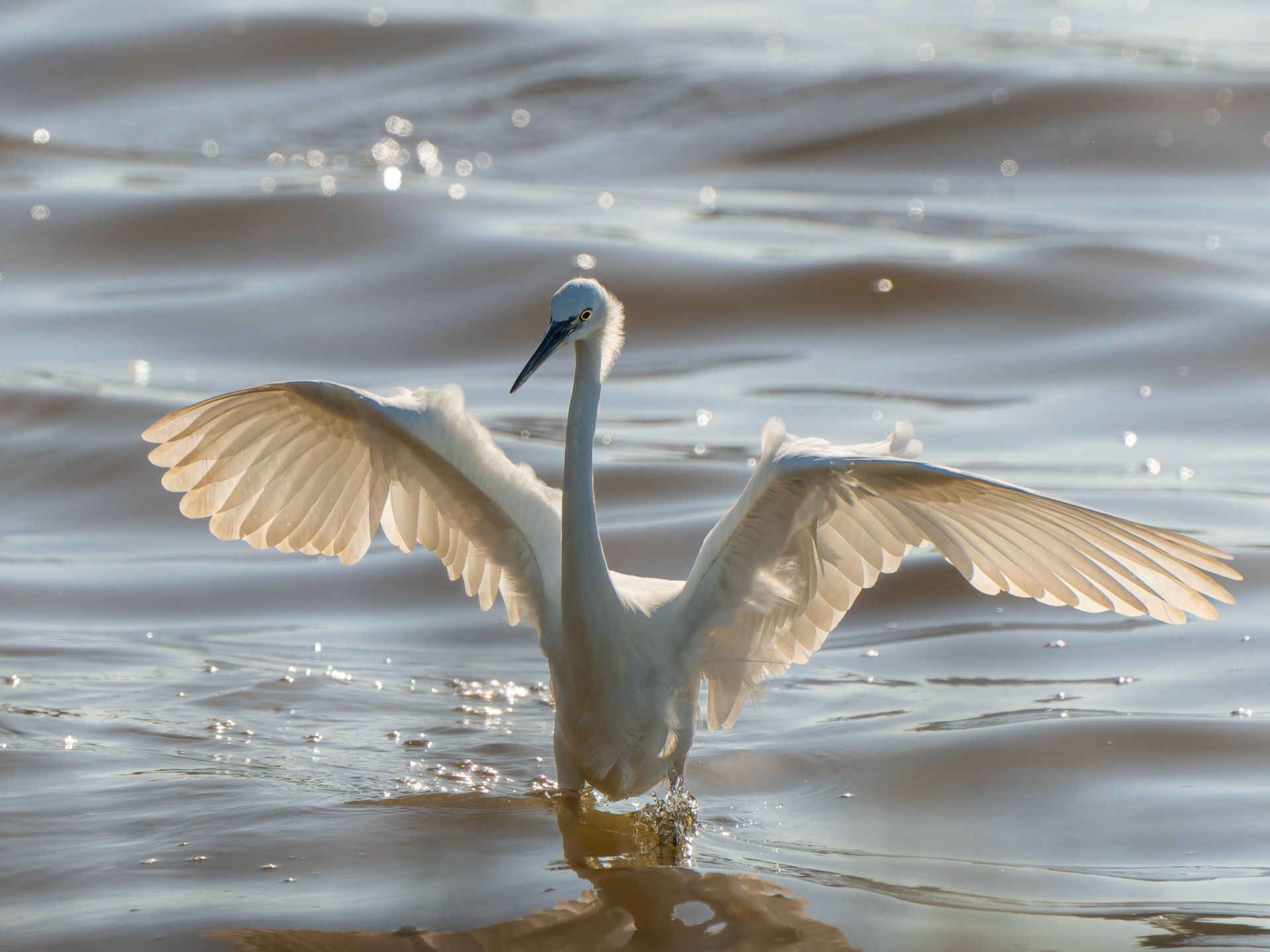 Aigrette garzette  - Egretta garzetta - Little egret