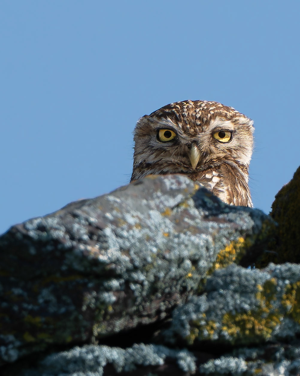 Chevêche d'Athéna - Athene noctua - Little Owl