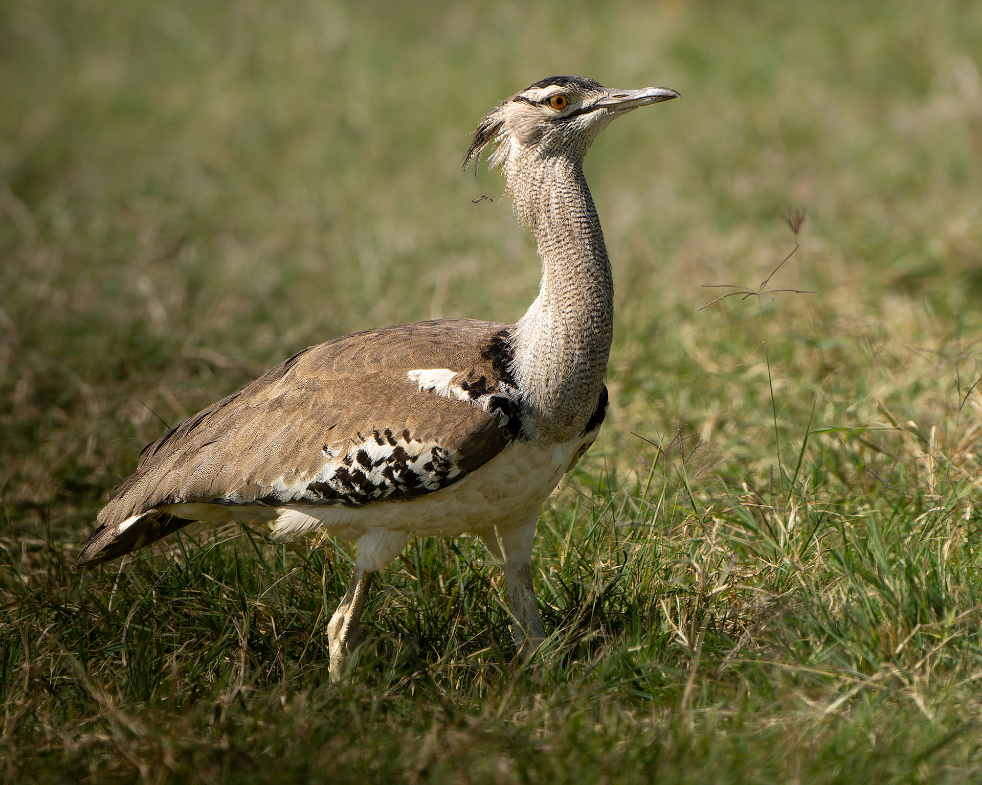 Outarde kori - Ardeotis kori - Kori bustard