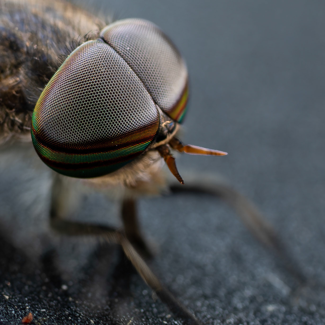 Taon des boeufs - Tabanus bovinus - Pale giant horse-fly