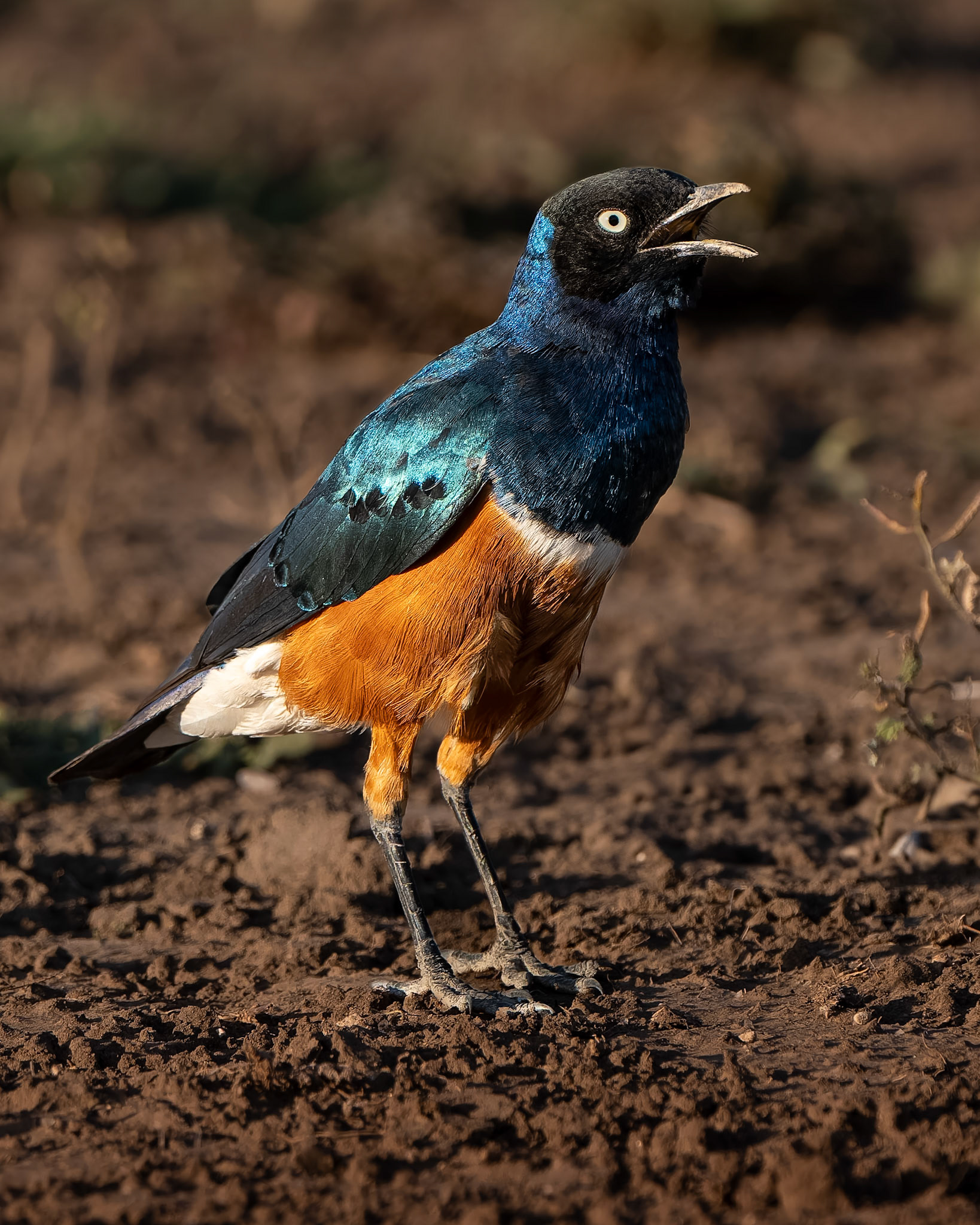 Choucador superbe - Lamprotornis superbus - Superb starling
