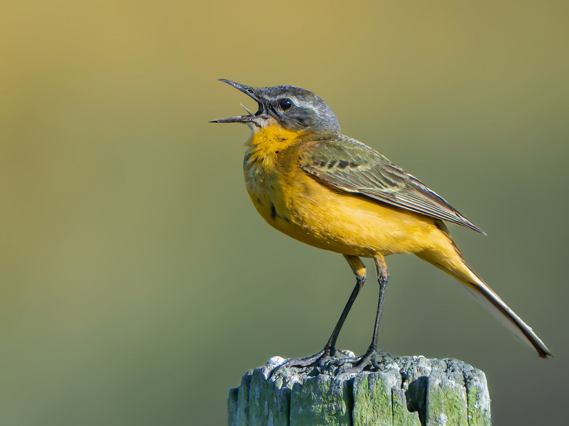 Bergeronnette printanière - Motacilla flava - Western Yellow Wagtail