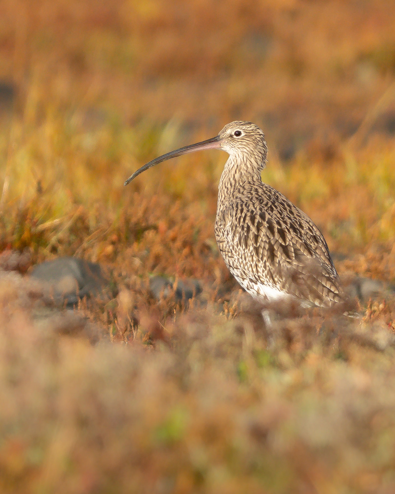 Courlis cendré - Numenius arquata - Eurasian Curlew