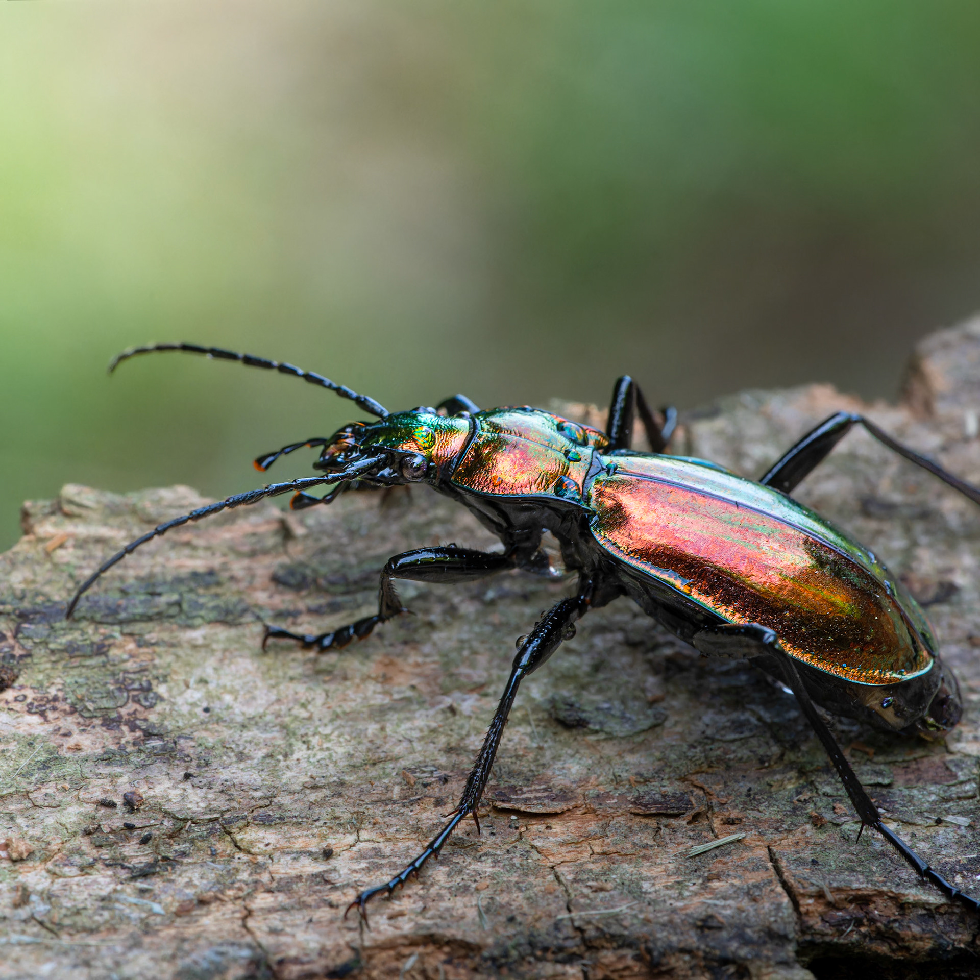 Carabe spendide - Carabus splendens - Species of ground beetle