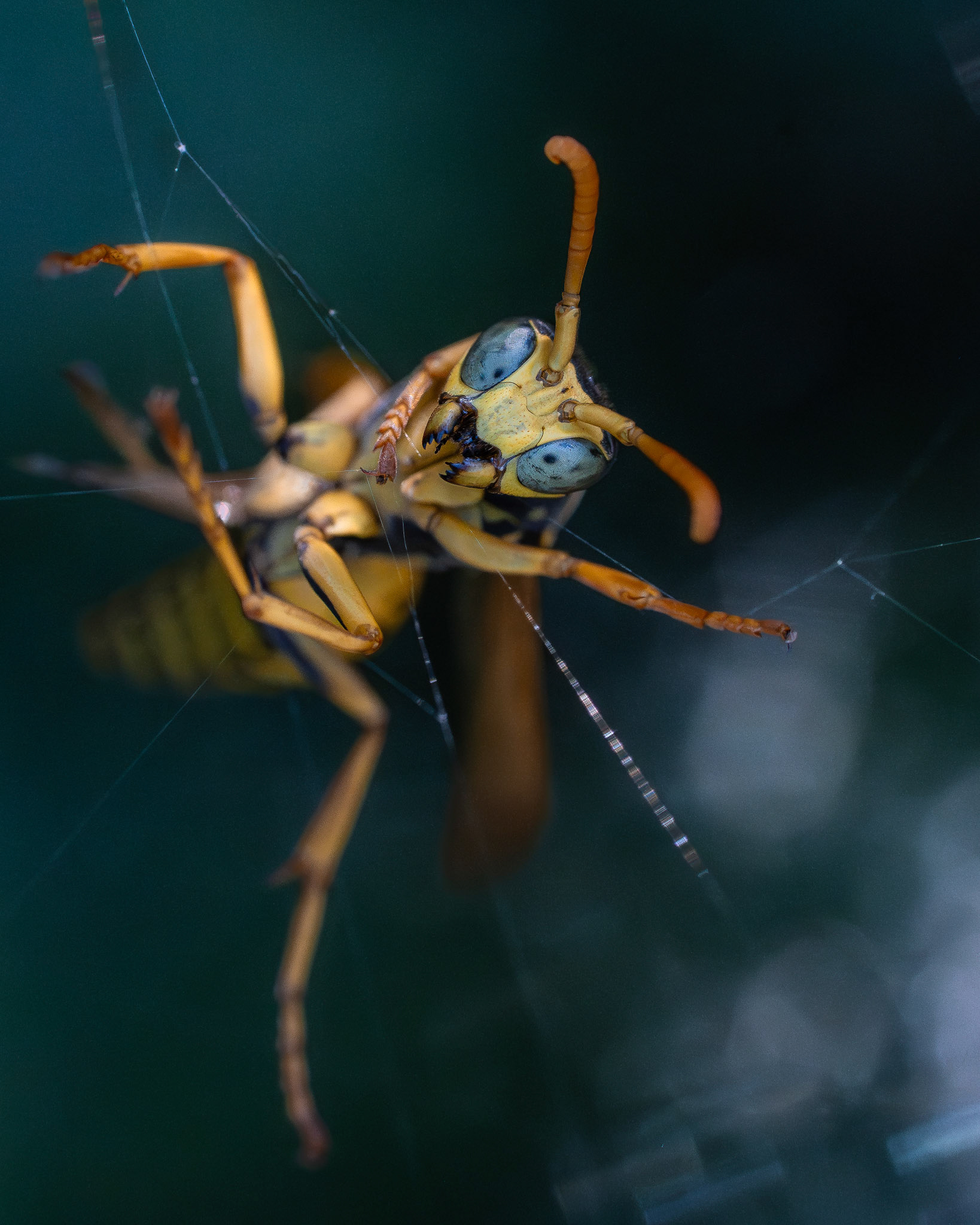 Guêpe poliste - Polistes dominula - European paper wasp