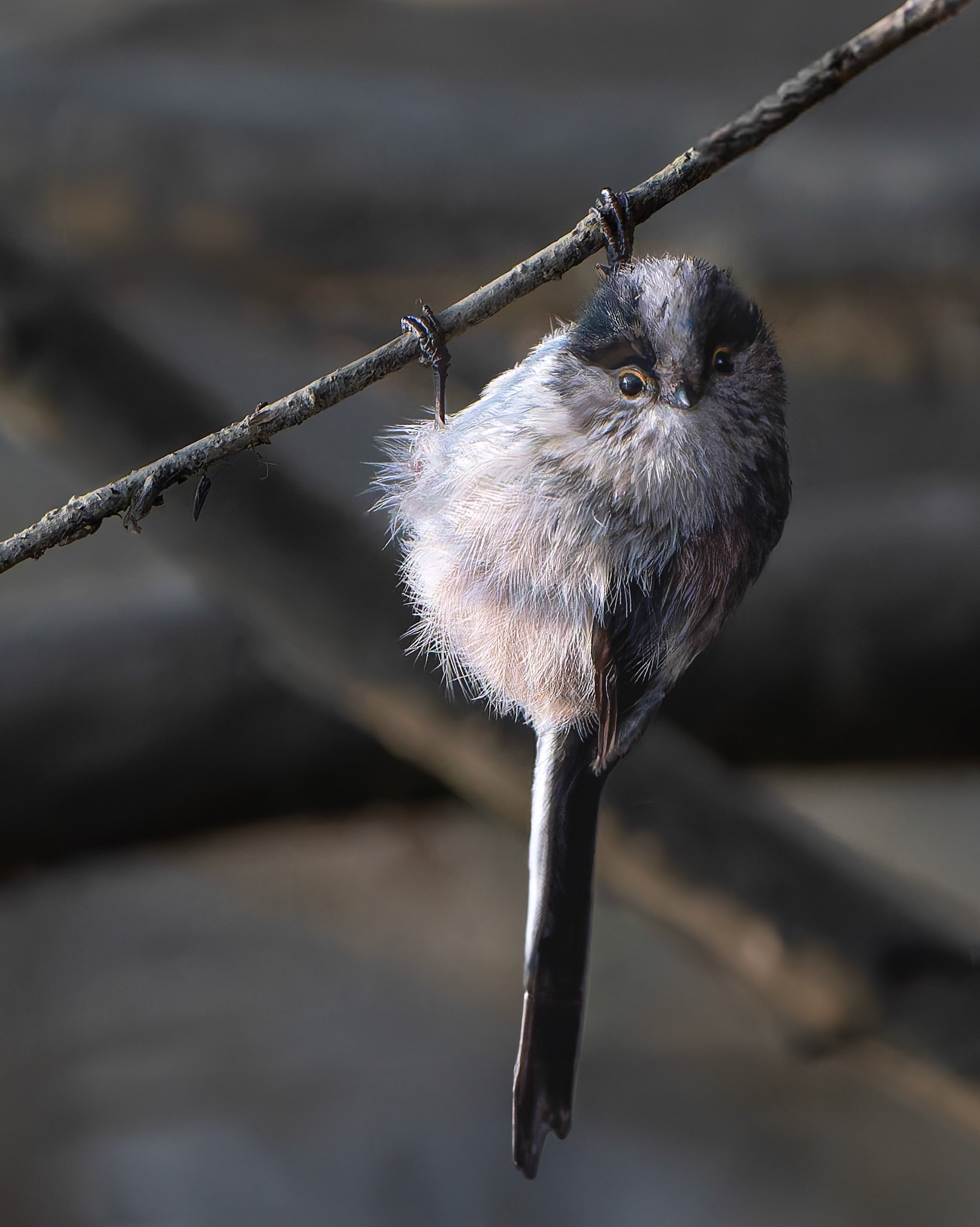 Orite à longue queue - Aegithalos caudatus - Long-tailed Tit