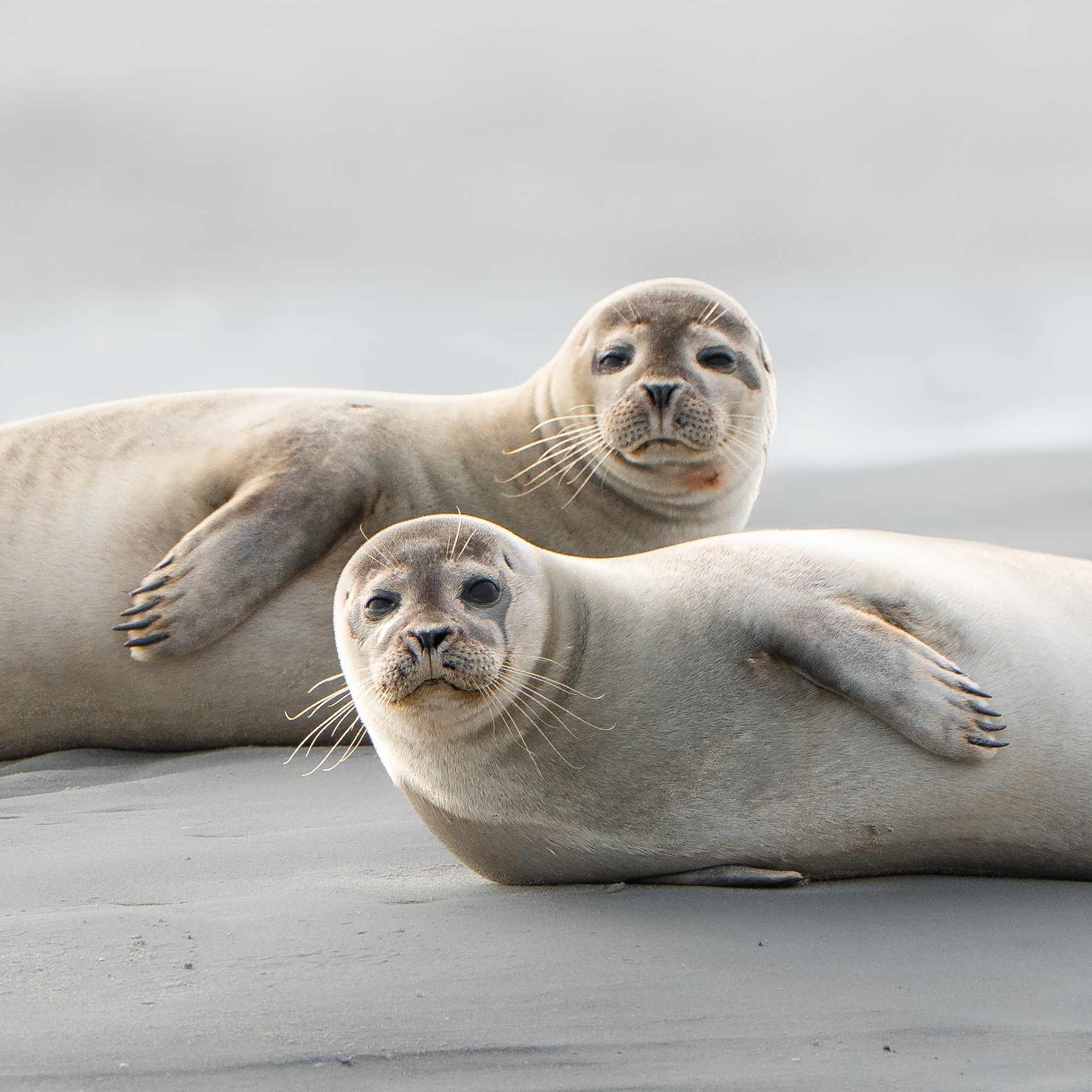 Phoque veau marin - Phoca vitulina - Common seal