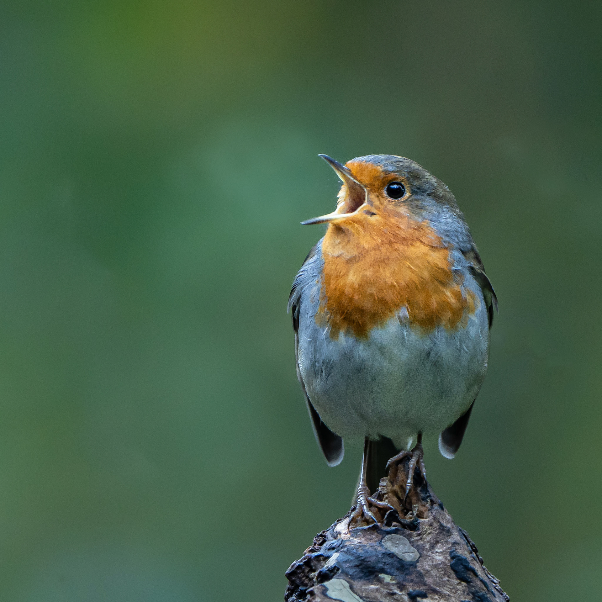 Rouge-gorge  -  Erithacus rubecula  -  European Robin