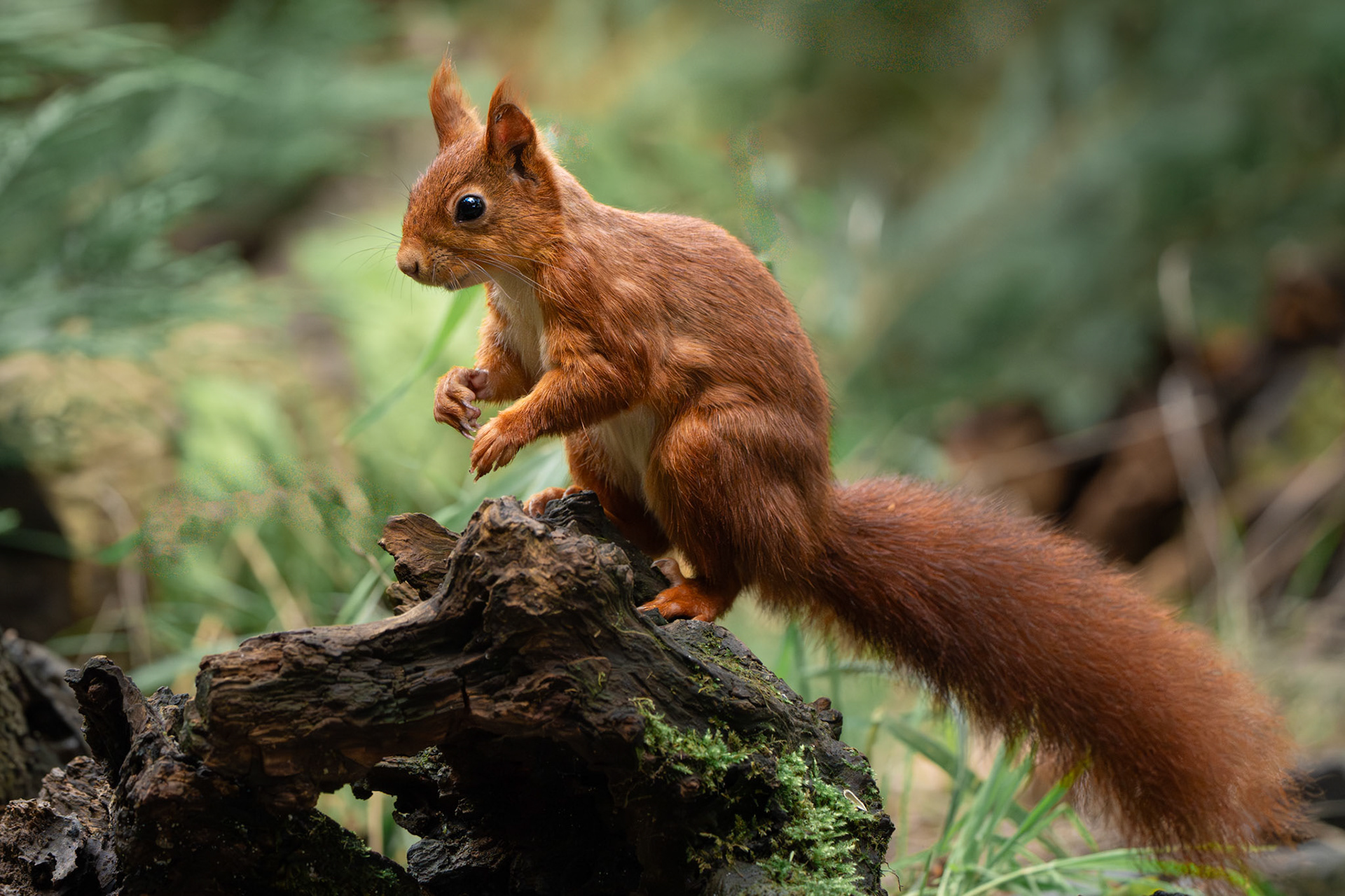 Ecureuil roux - Sciurus vulgaris - Red squirrel