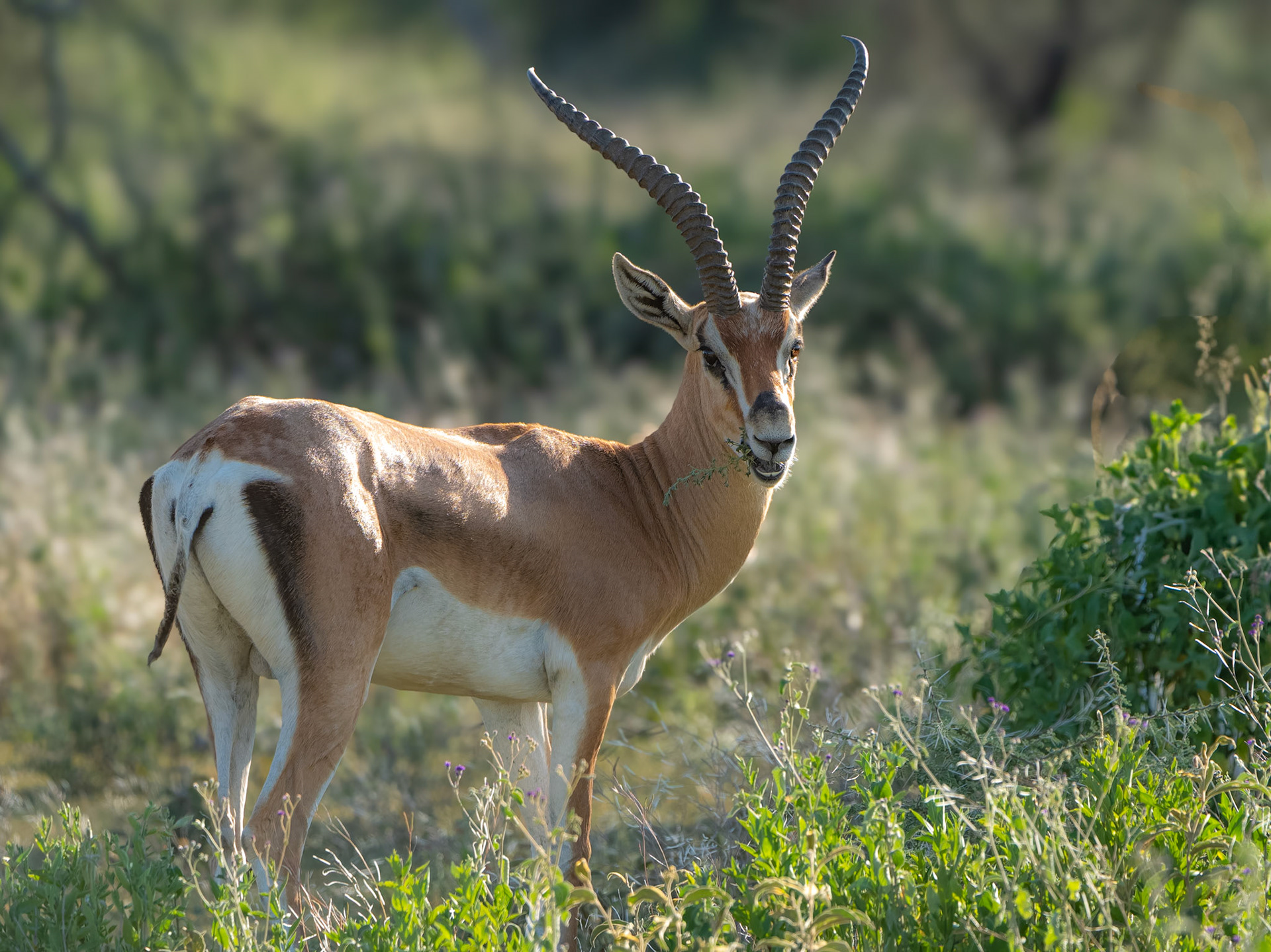 Gazelle de grant - Nanger granti - Grant's gazelle