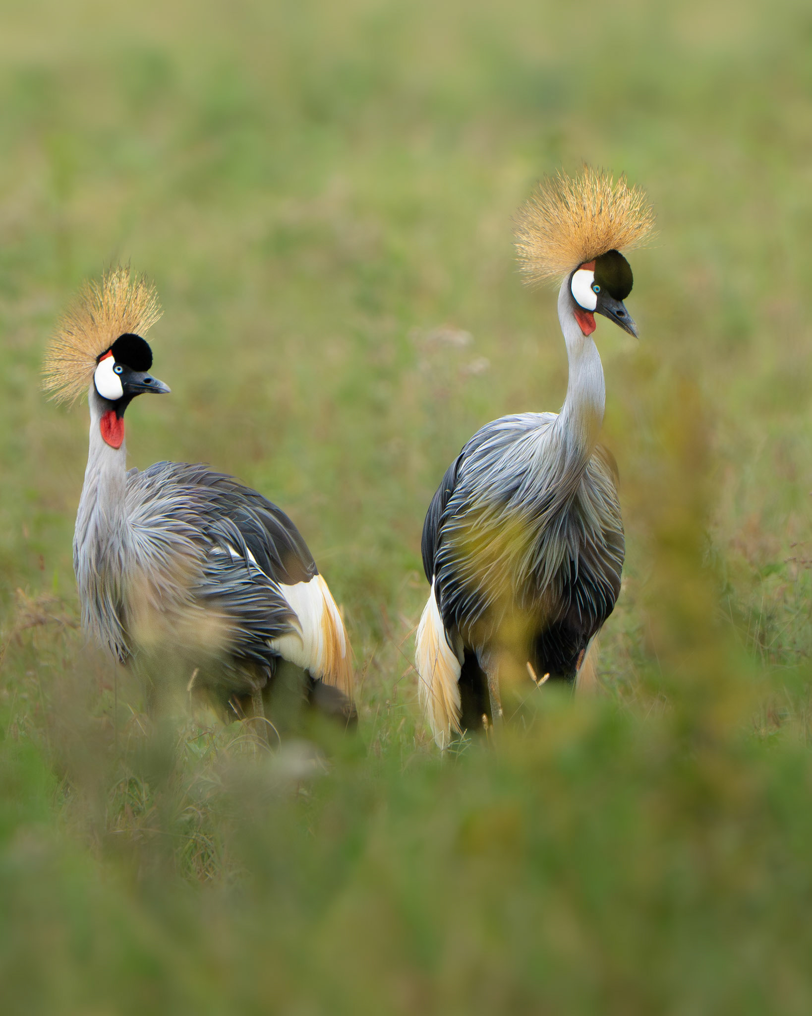 Grue royale - Balearica regulorum - grey crowned crane