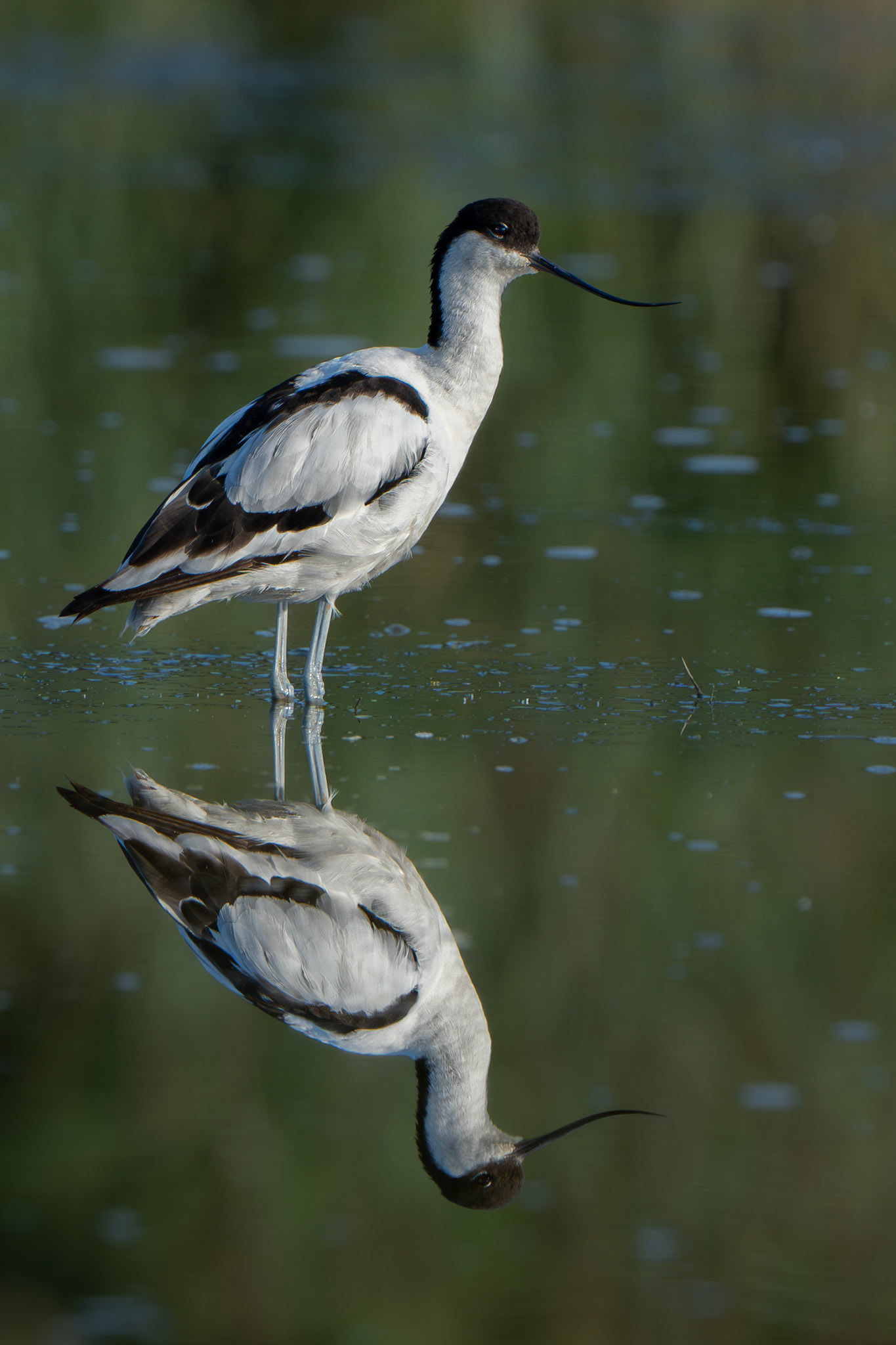 Avocette élégante - Recurvirostra avosetta - Pied Avocet