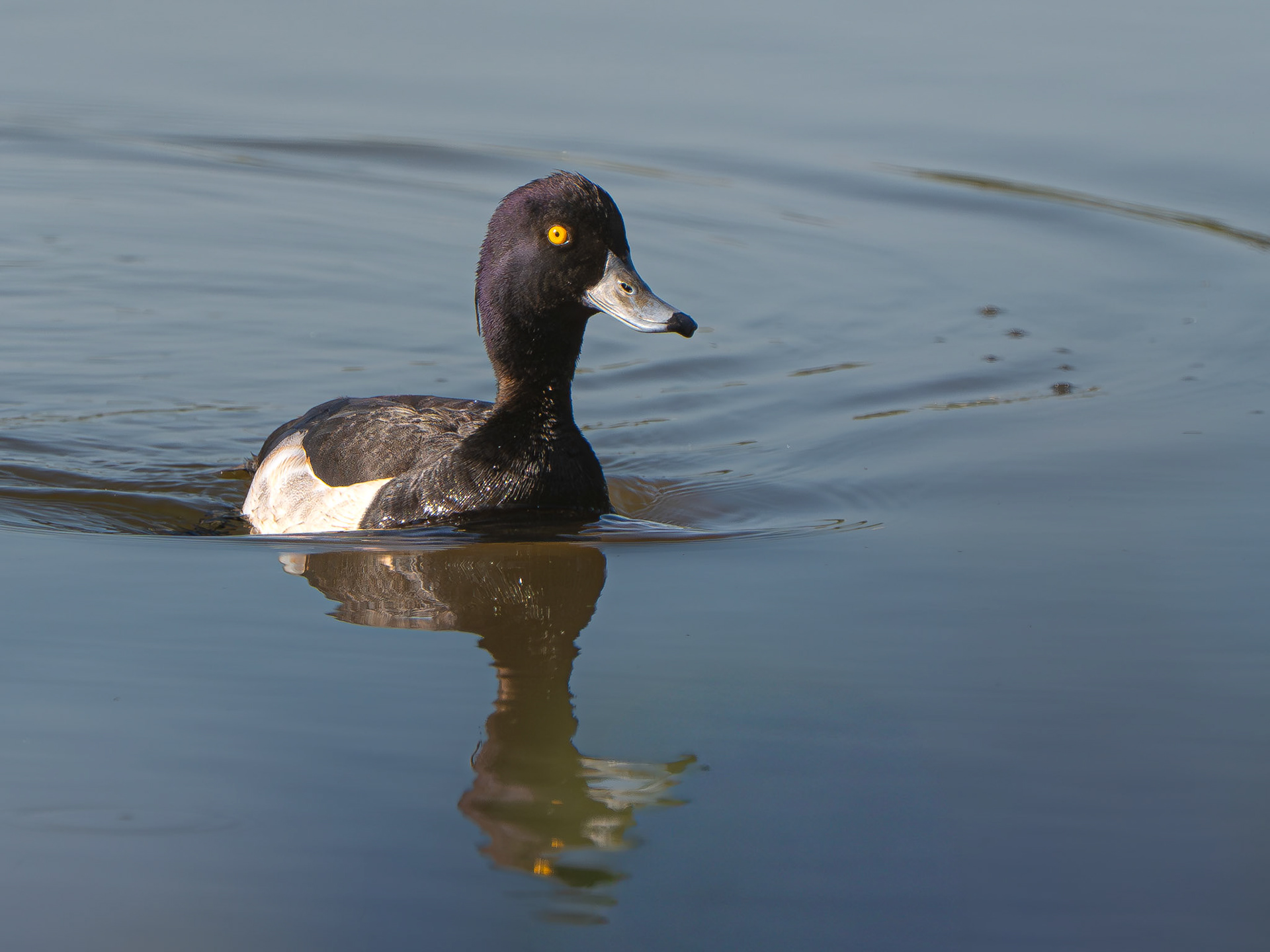 Fuligule morillon - Aythya fuligula - Tufted duck