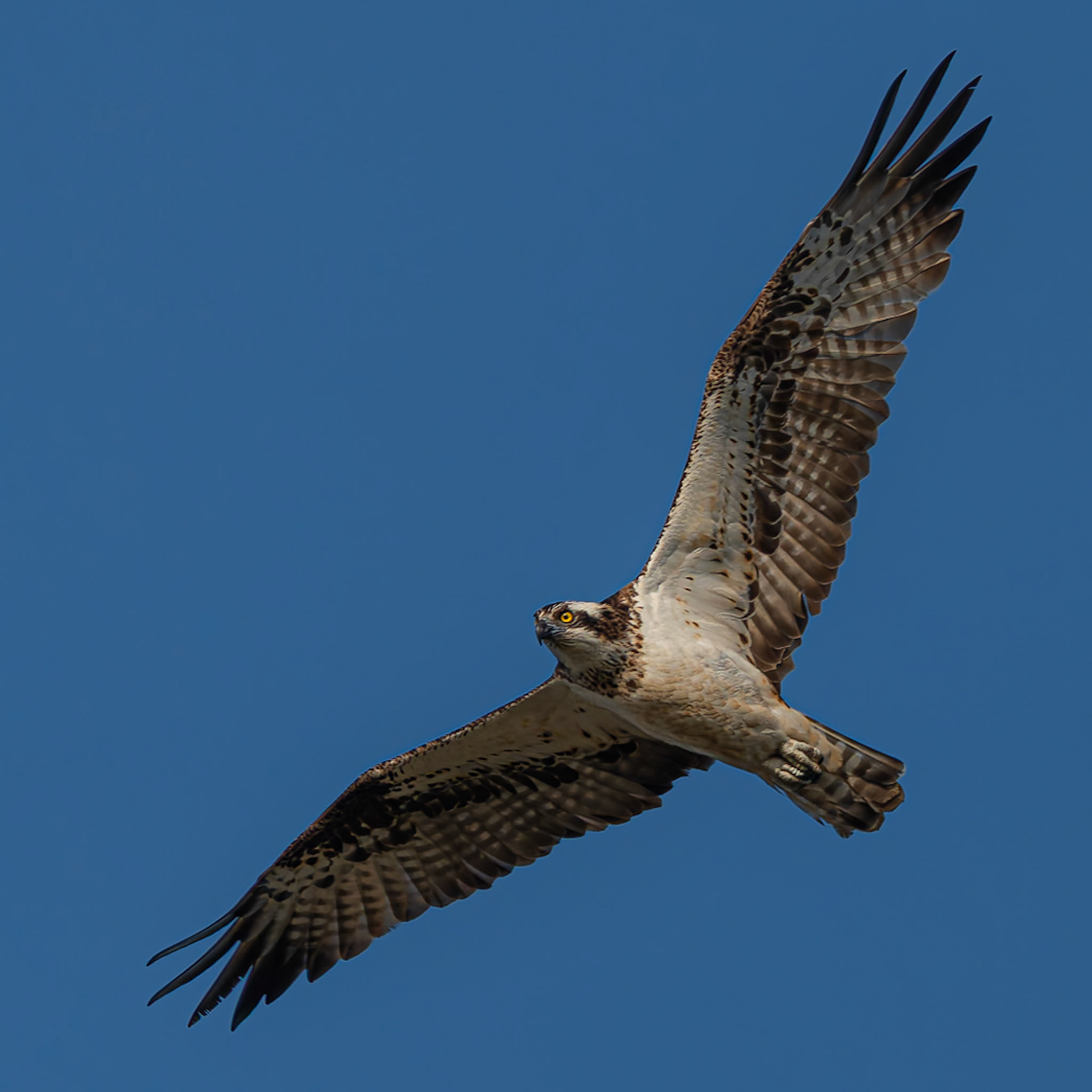 Balbuzard pêcheur - Osprey -  Pandion haliaetus