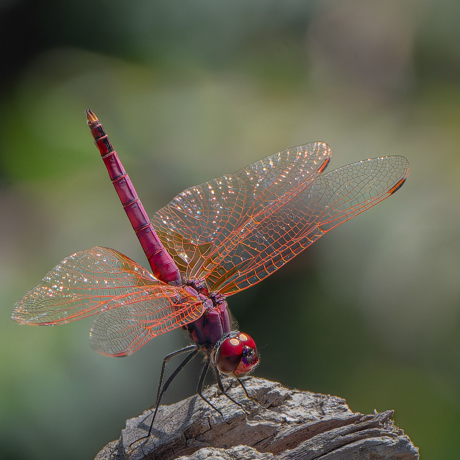 Libellule purpurine - Trithemis annulata - Violet dropwing