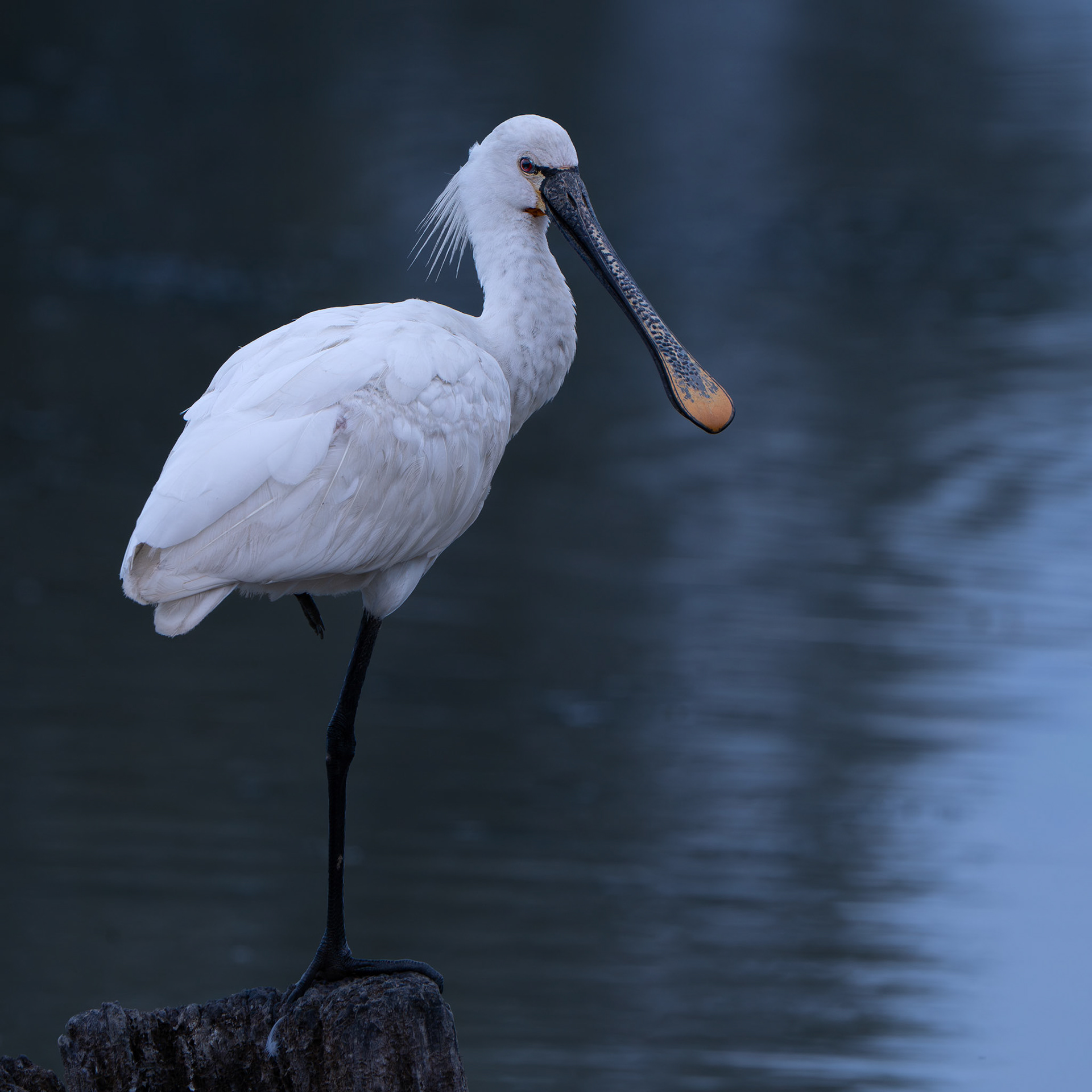 Spatule blanche - Platalea leucorodia - Eurasian Spoonbill