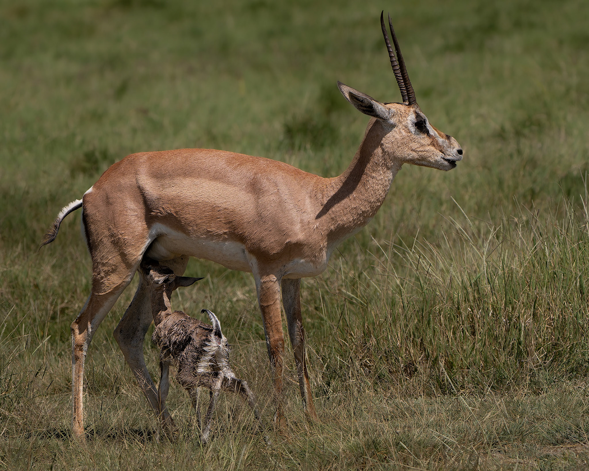 Gazelle de grant - Nanger granti - Grant's gazelle