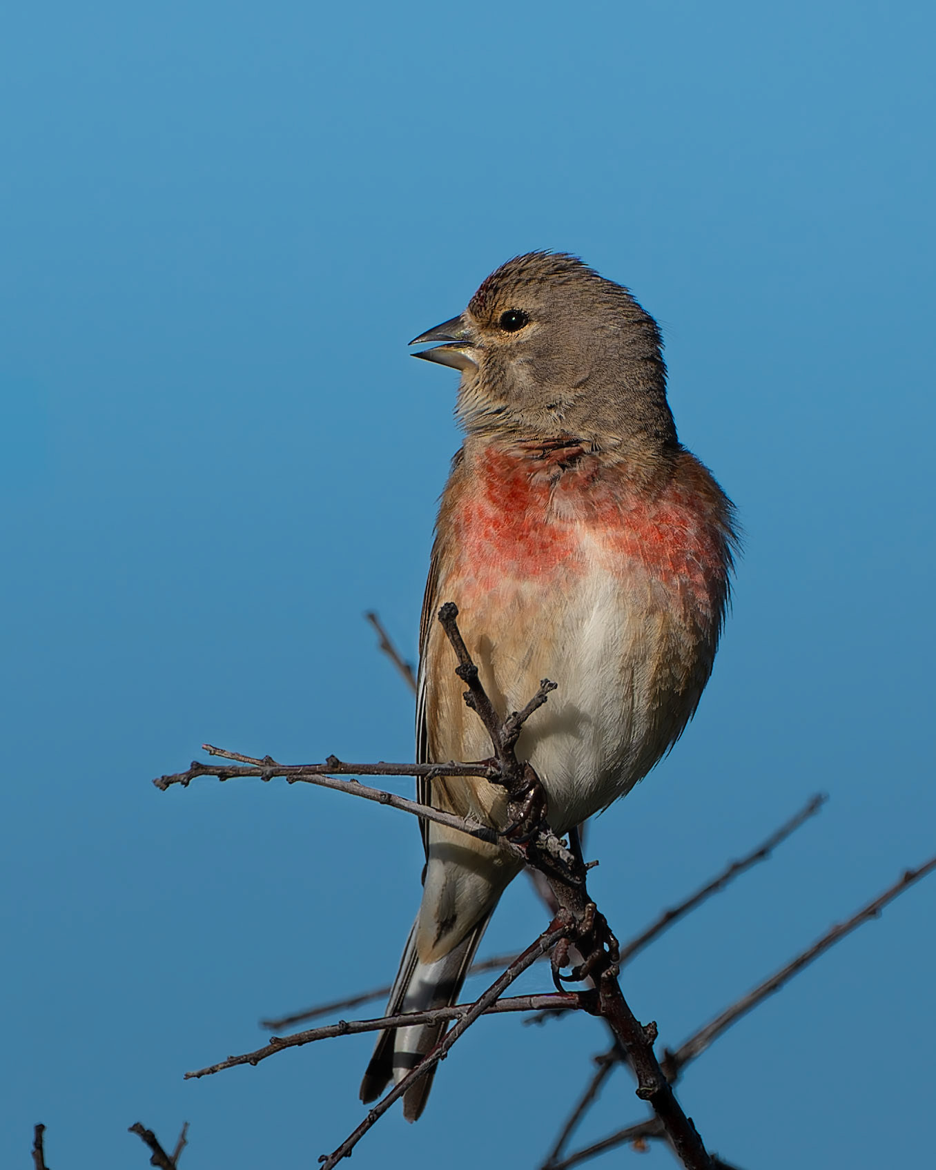 Linotte mélodieuse - Linaria cannabina - Common Linnet