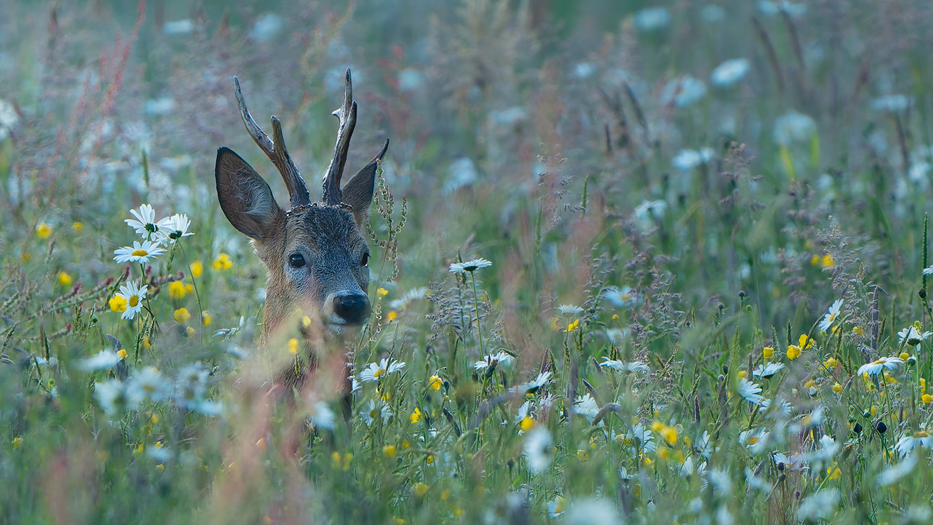 Brocard dans les fleurs - Capreolus capreolus -Roe deer