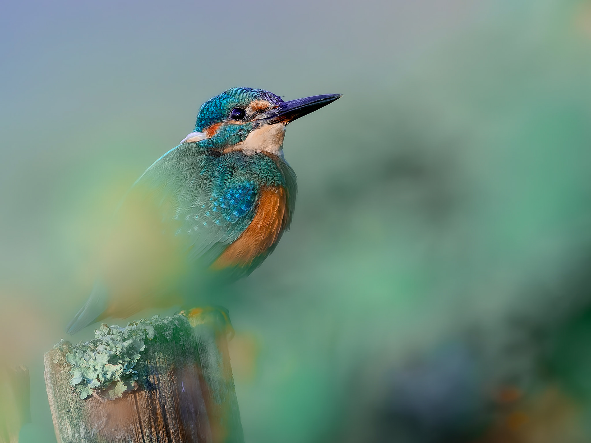 Martin pêcheur - Alcedo athis - Kingfisher