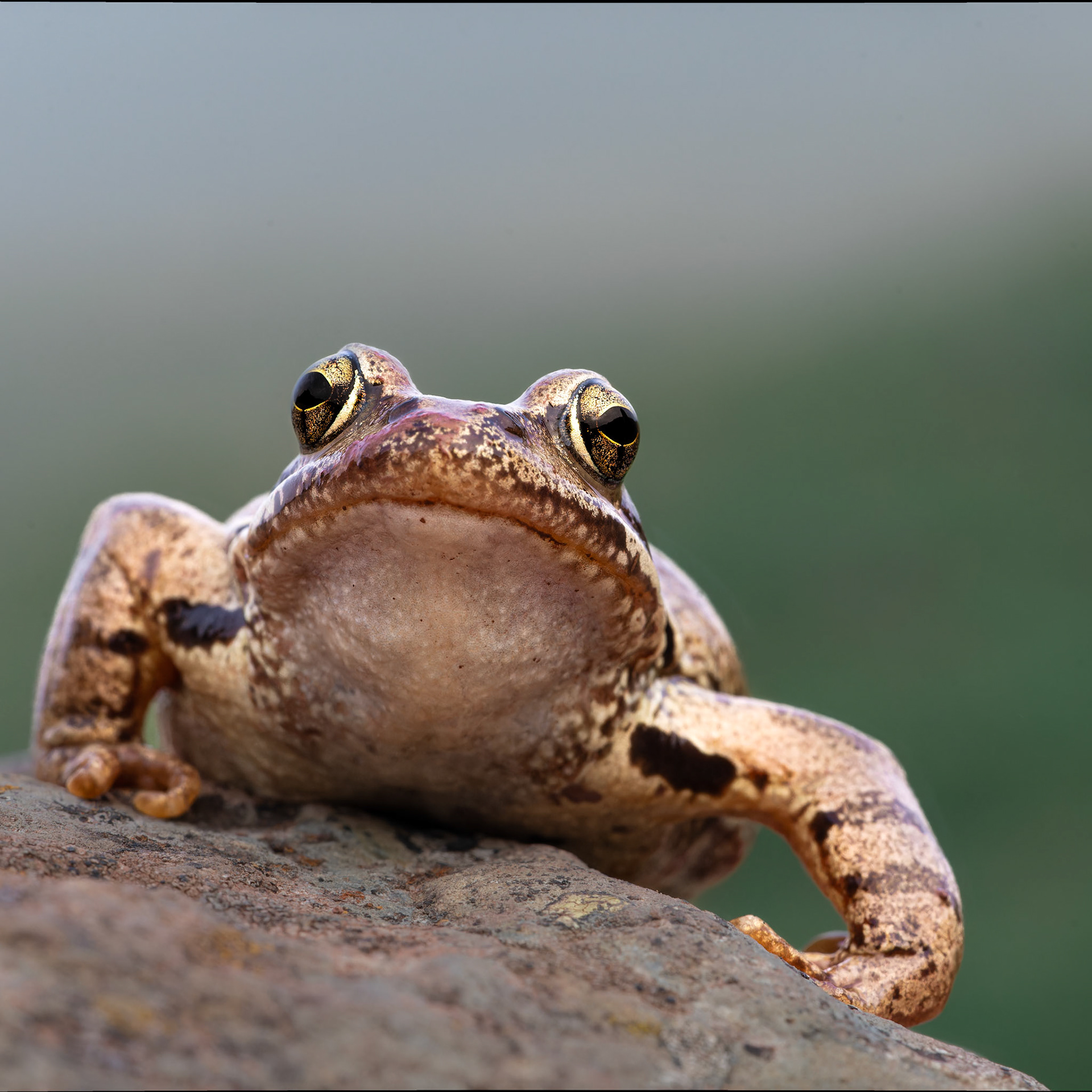 Grenouille rousse - Rana temporaria - Common frog