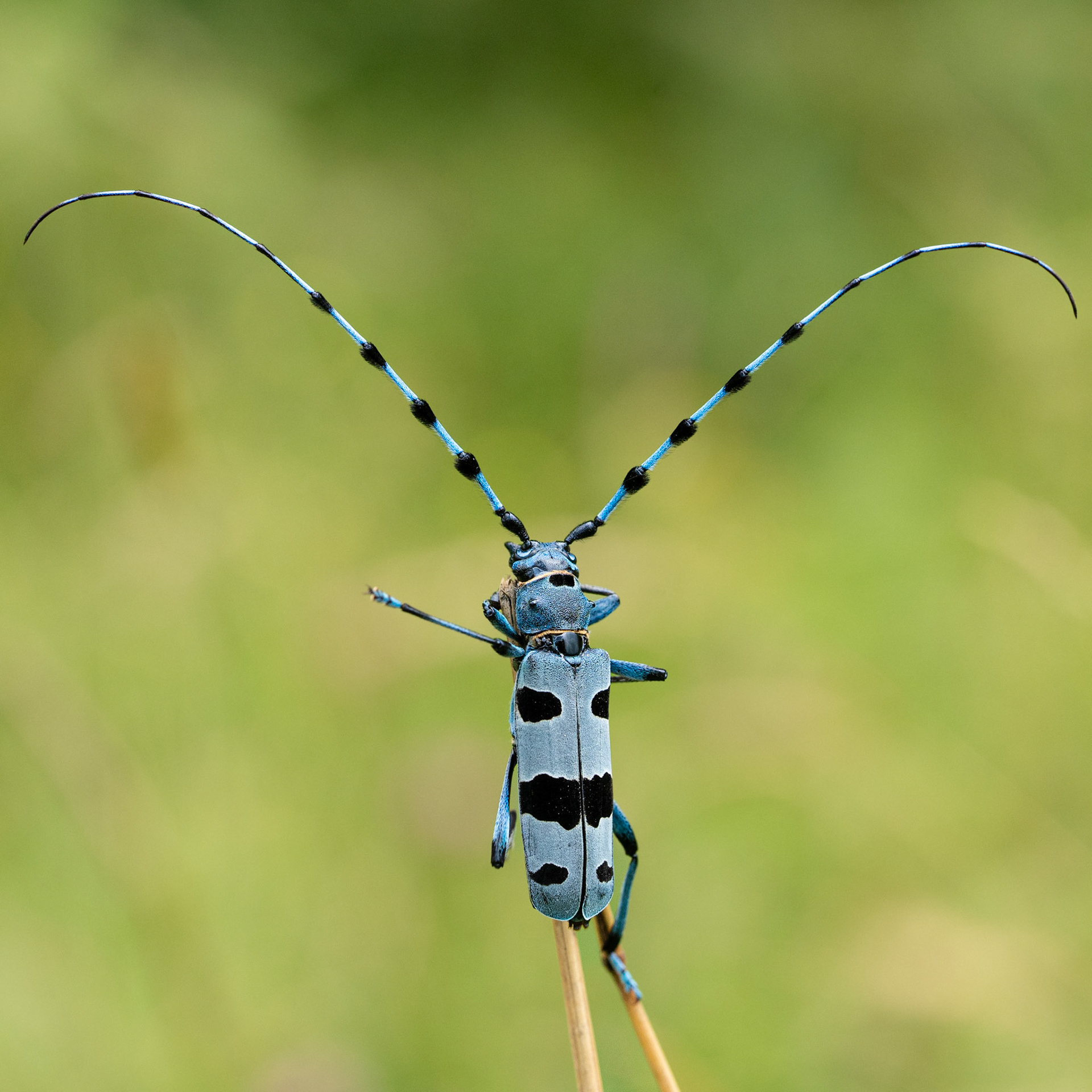 Rosalie des Alpes - Rosalia alpina - Rosalia longicorn