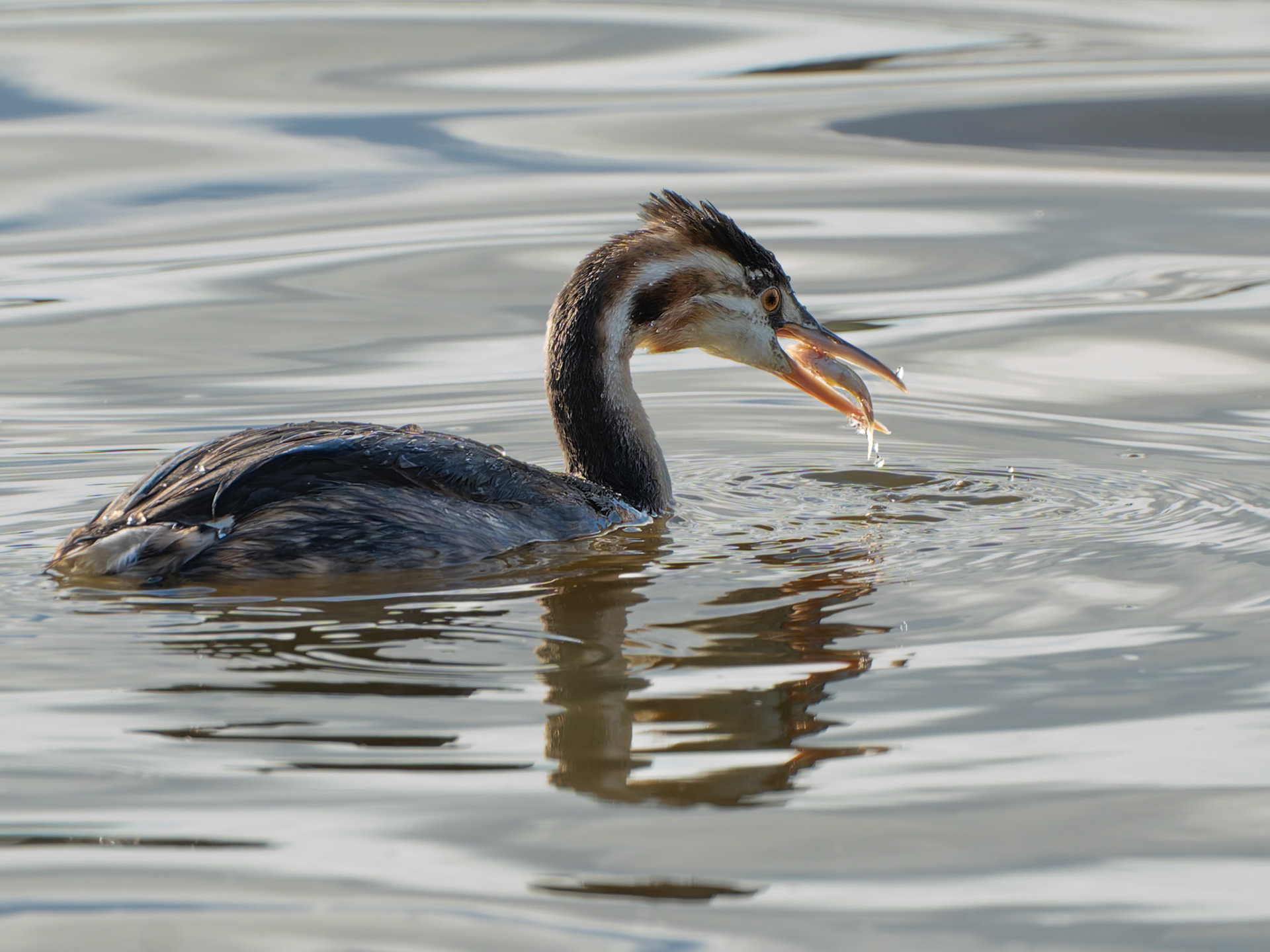 Grèbe huppé - Podiceps cristatus - Great crested grebe